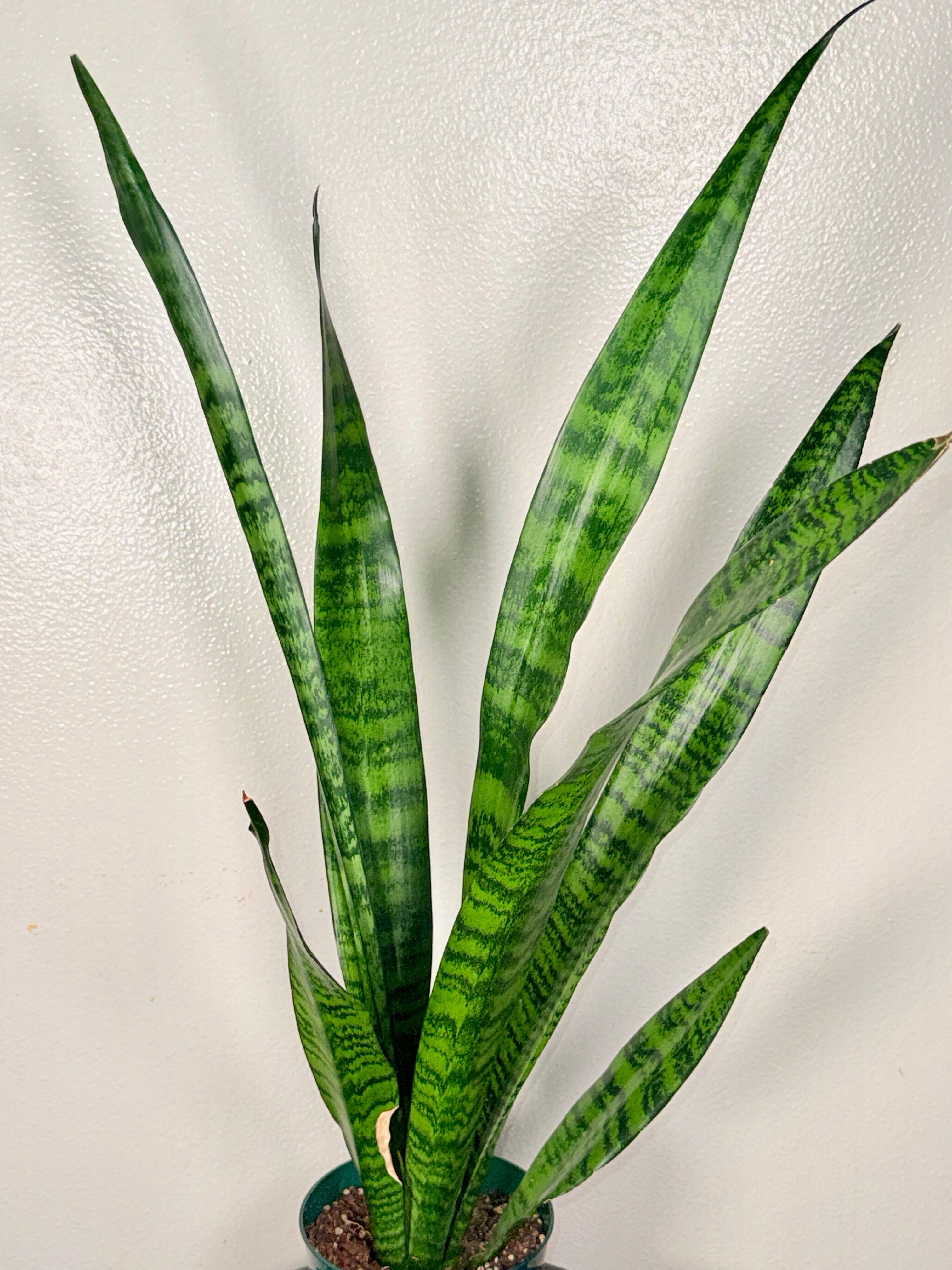 1.5 foot Sansevieria Zeylanica 6”pot