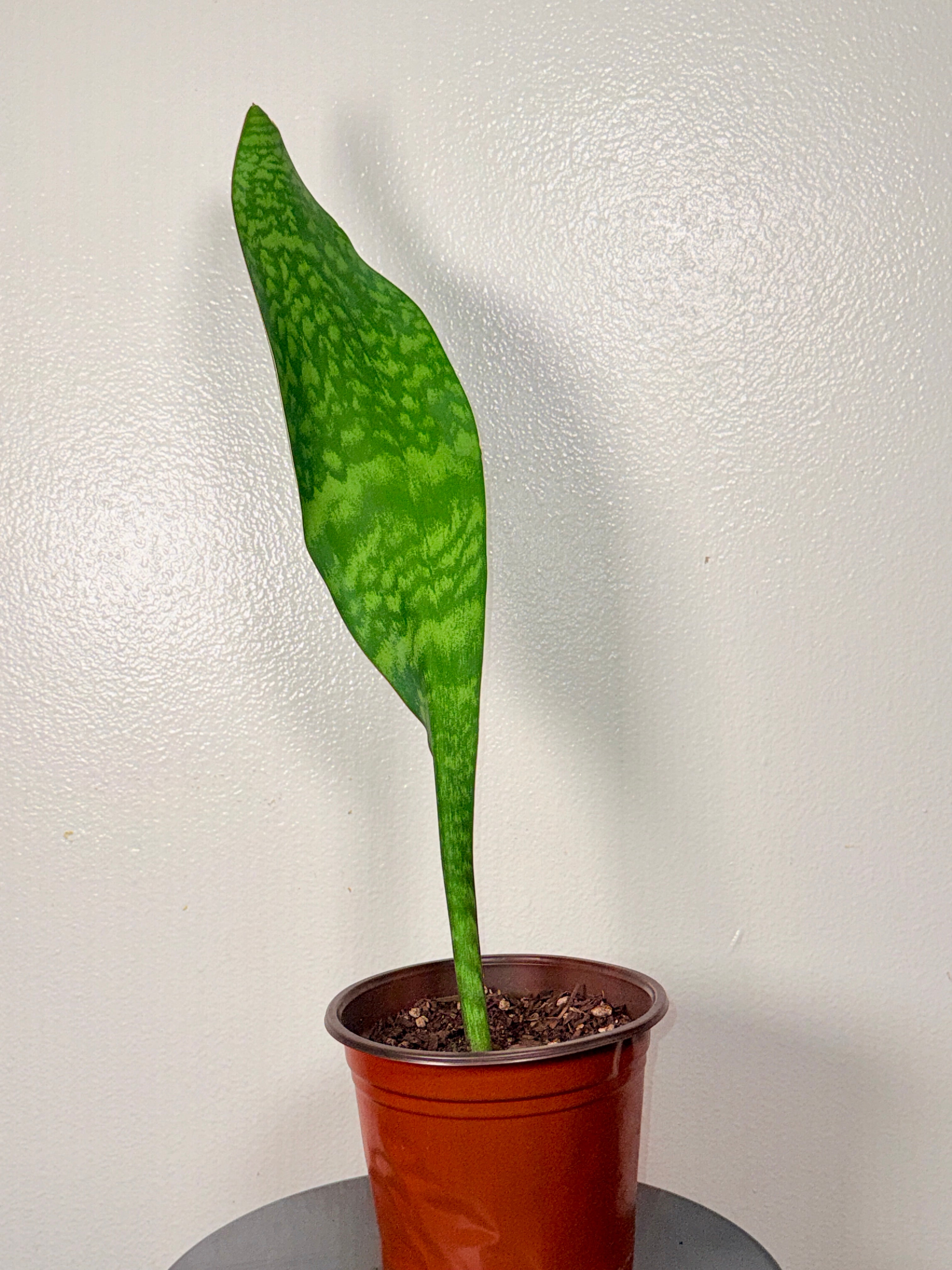 2 foot tall Whale Fin 8”pot