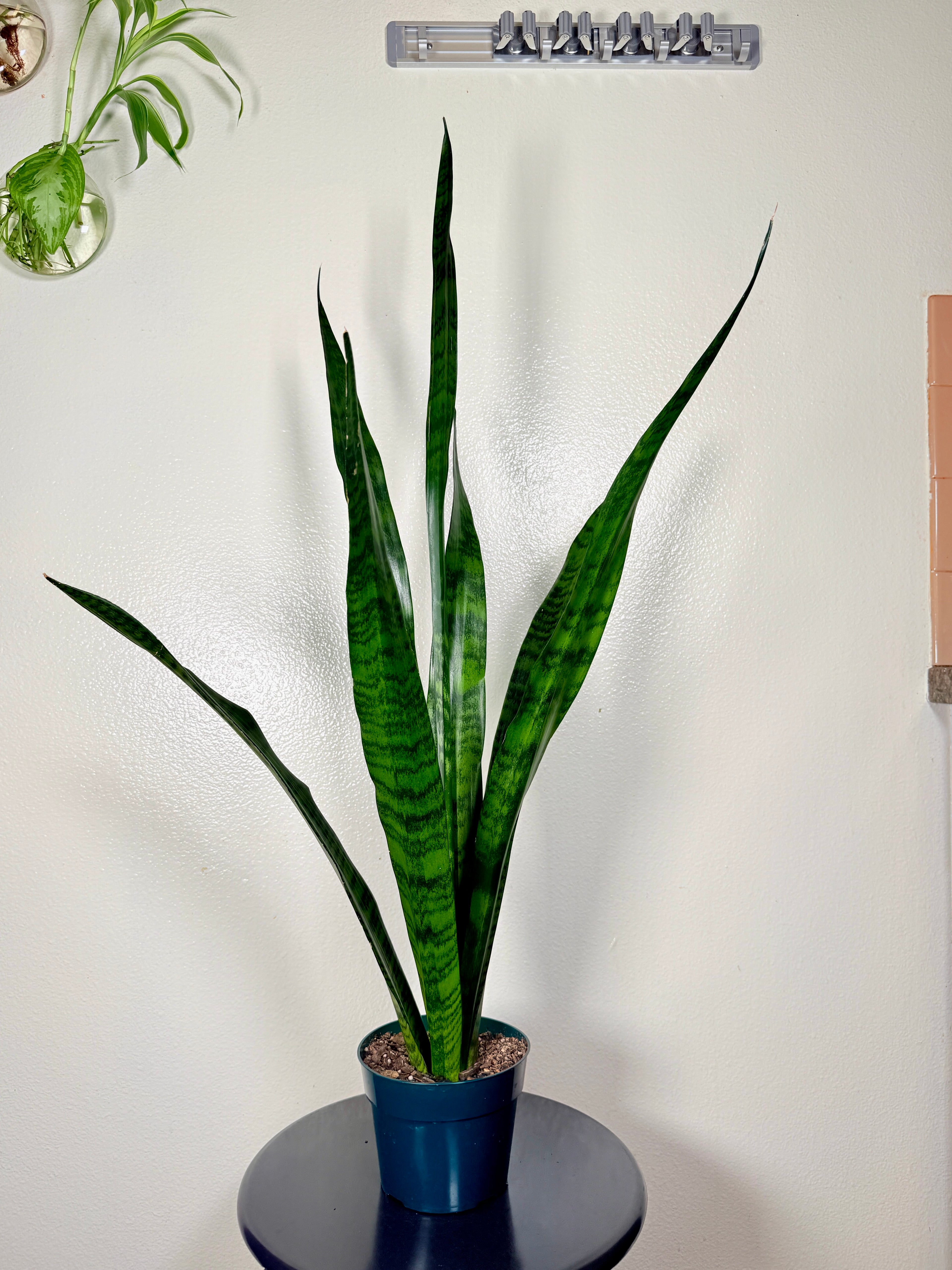 1.5 foot Sansevieria Zeylanica 6”pot
