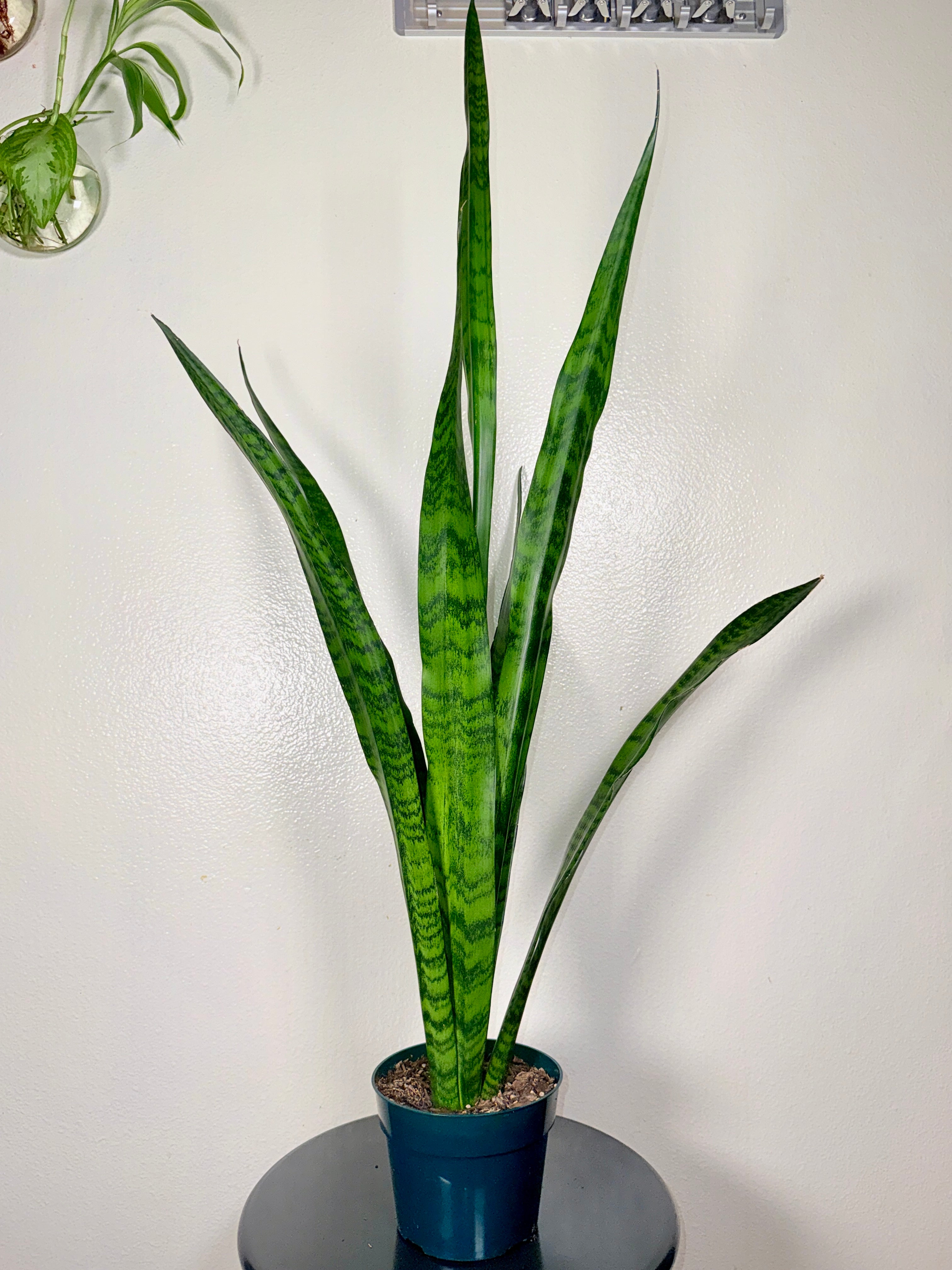 1.5 foot Sansevieria Zeylanica 6”pot