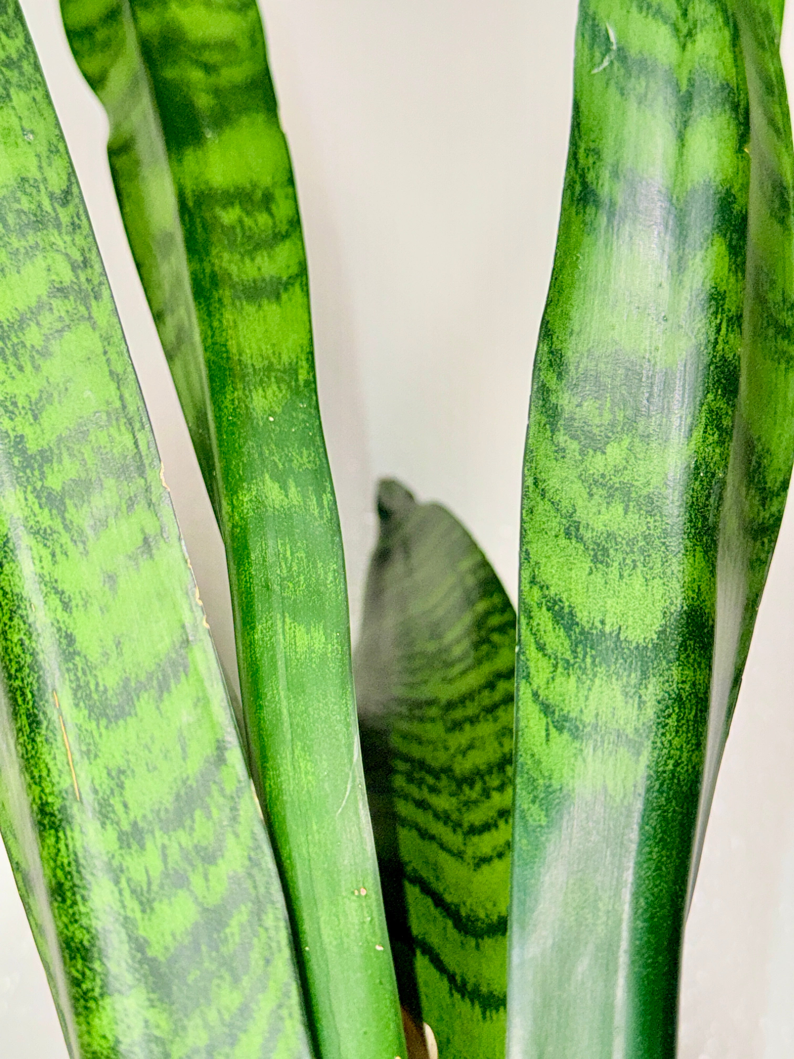 1.5 foot Sansevieria Zeylanica 6”pot
