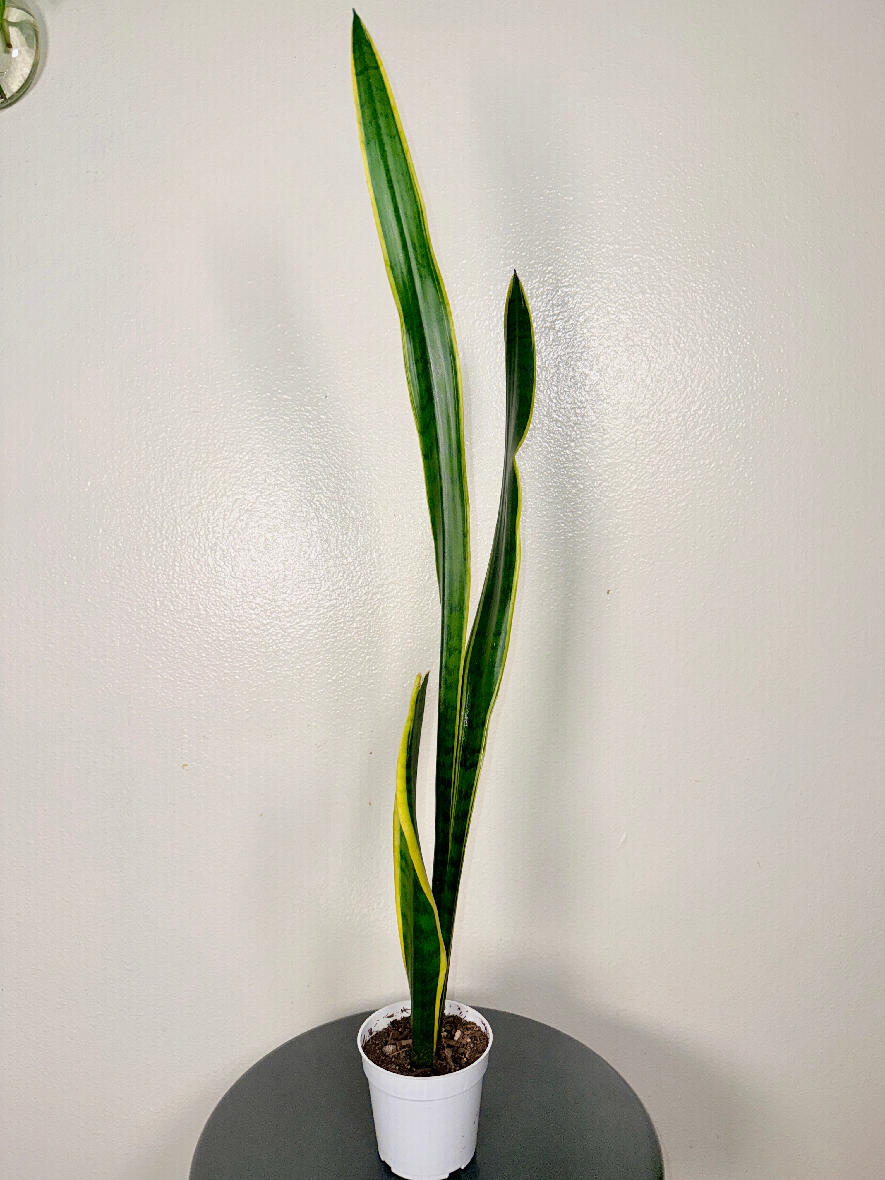 2foot tall snake plant 4” pot