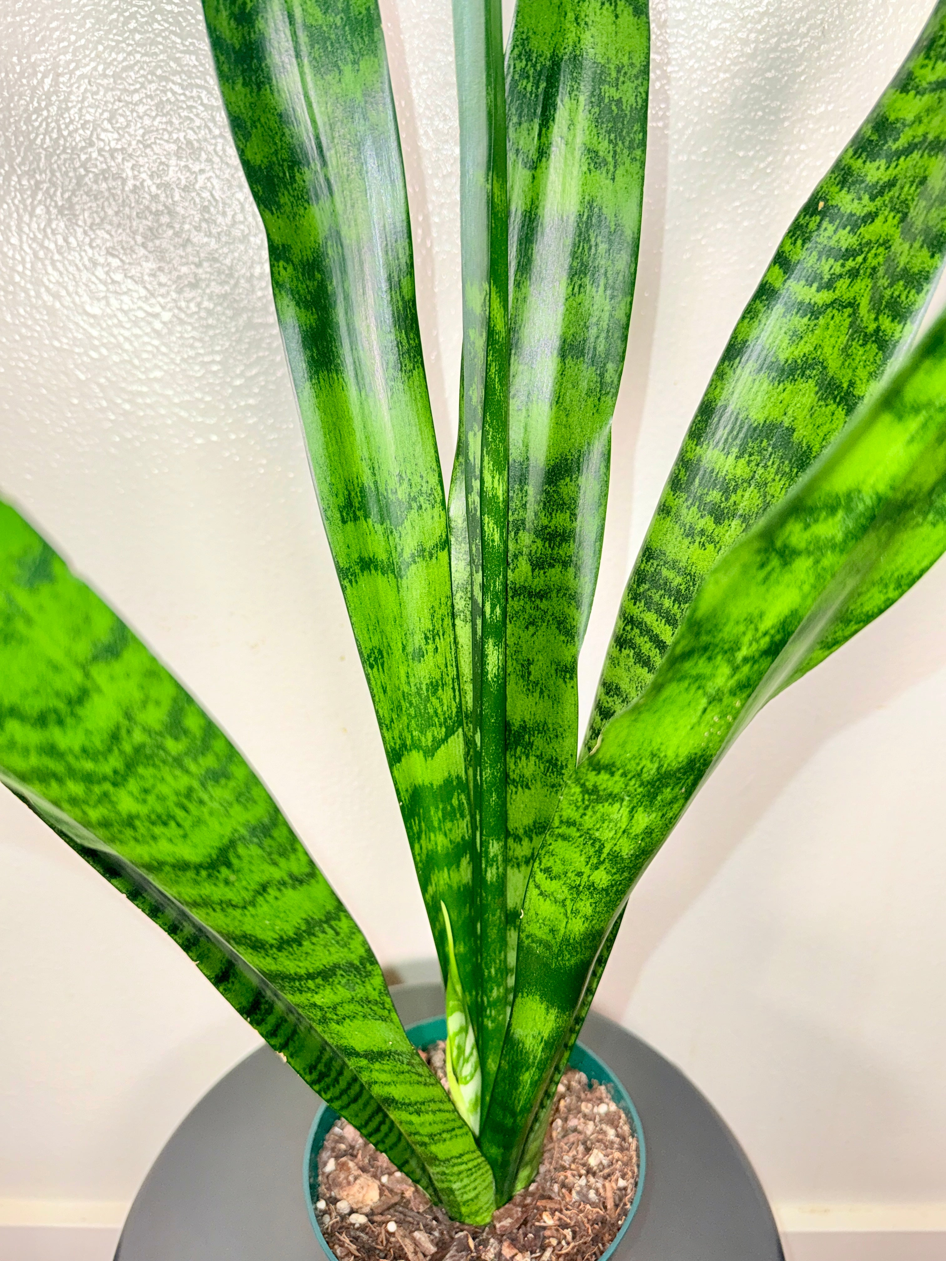 1.5 foot Sansevieria Zeylanica 6”pot