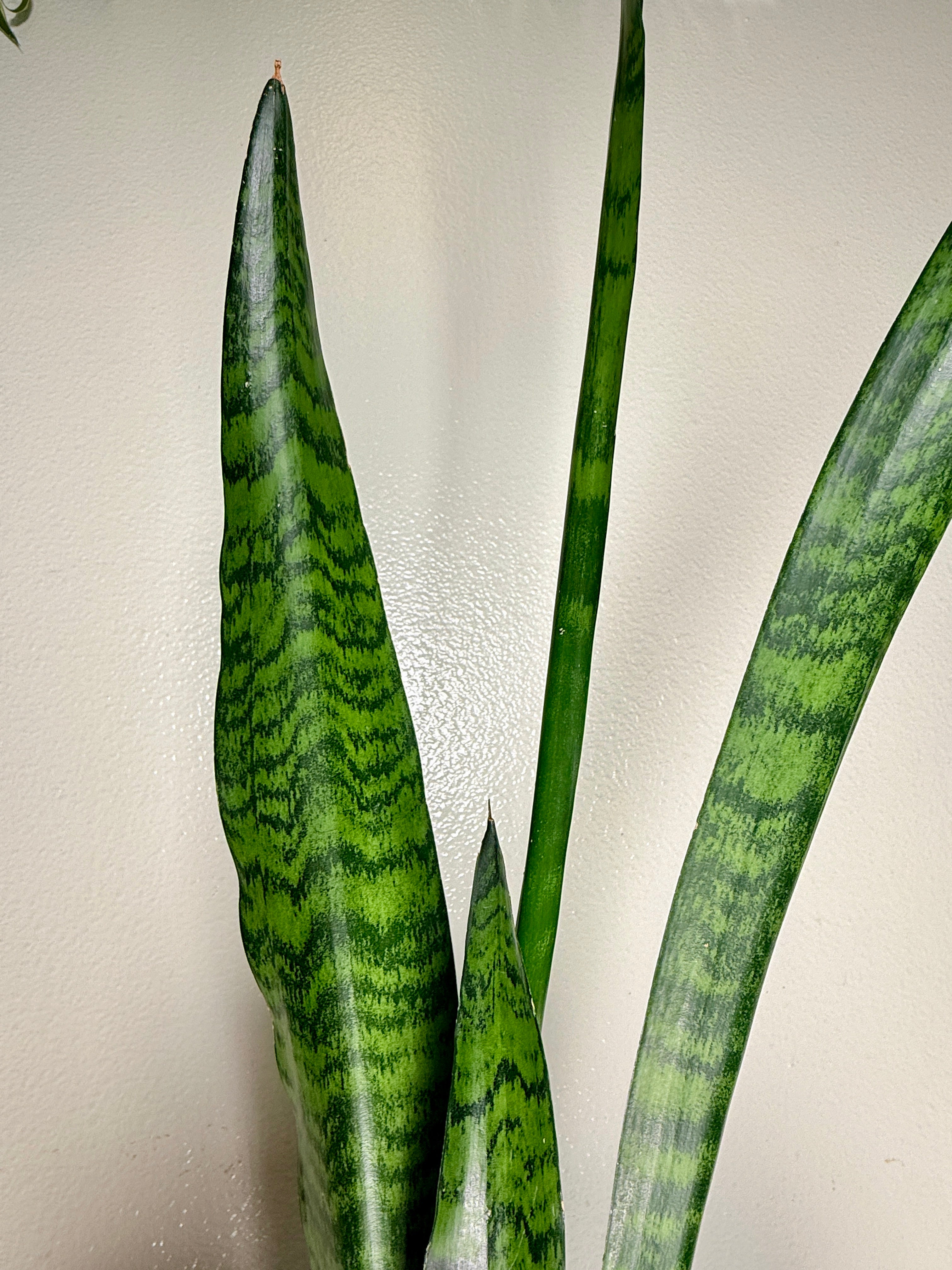1.5 foot Sansevieria Zeylanica 6”pot
