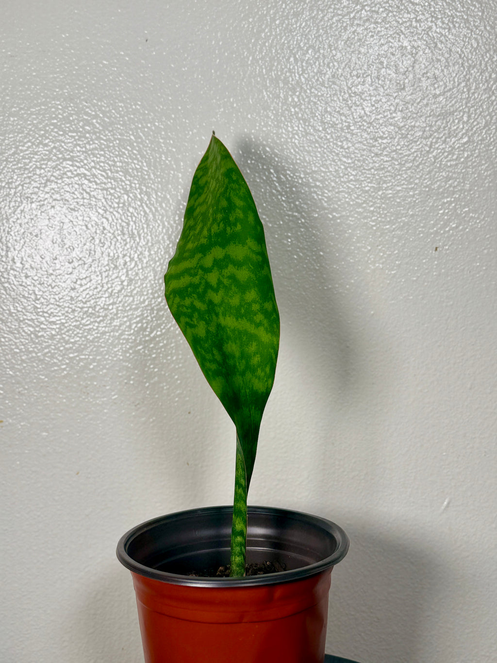 1.5 foot tall Whale Fin 8”pot