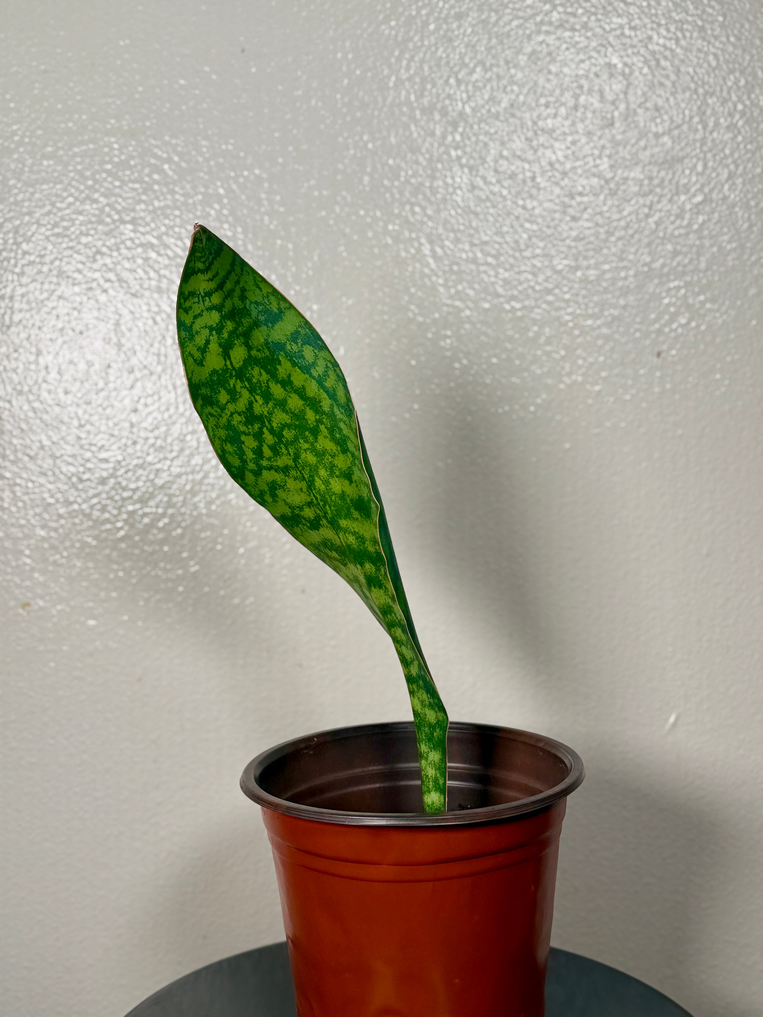 1.5 foot tall Whale Fin 8”pot