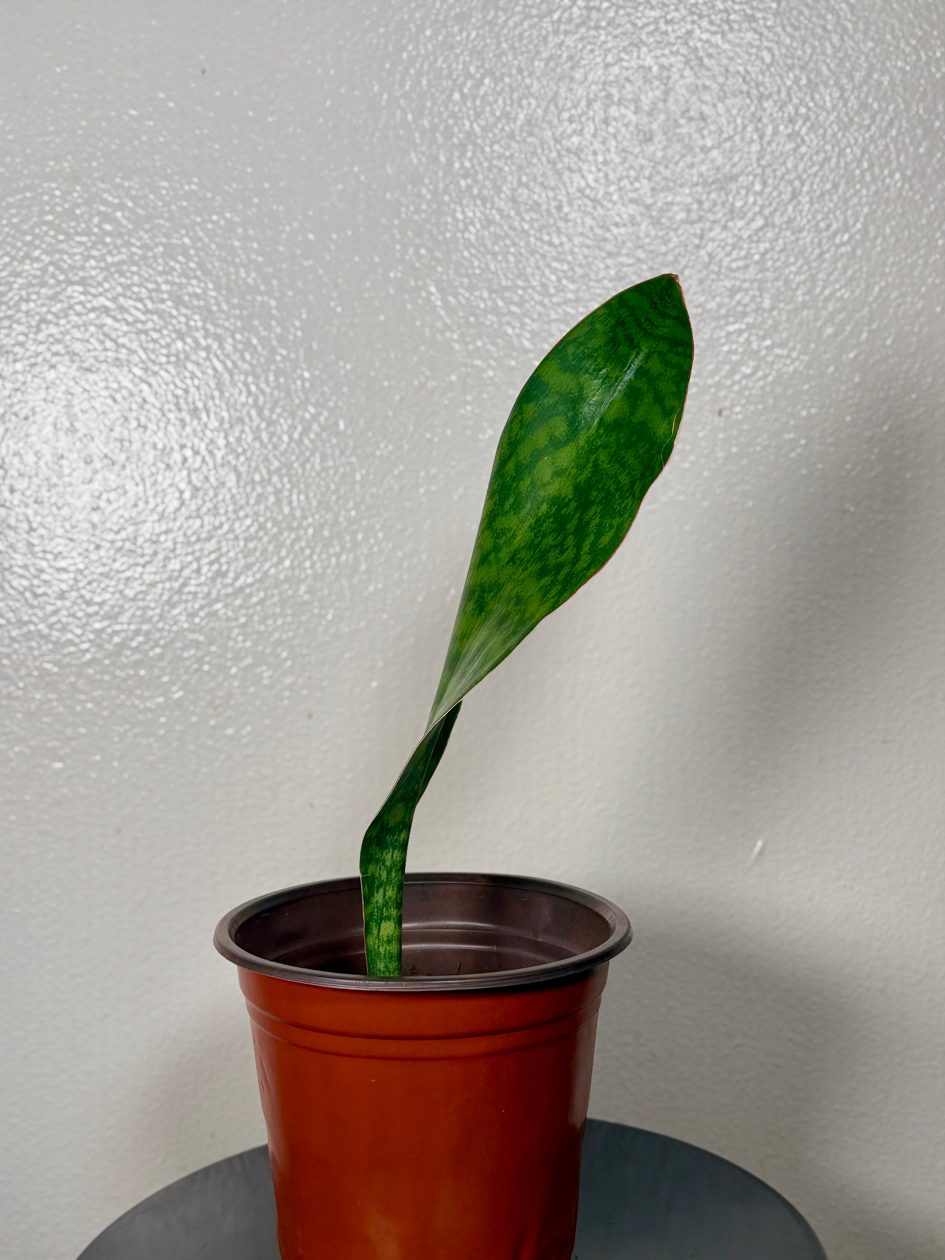 1.5 foot tall Whale Fin 8”pot