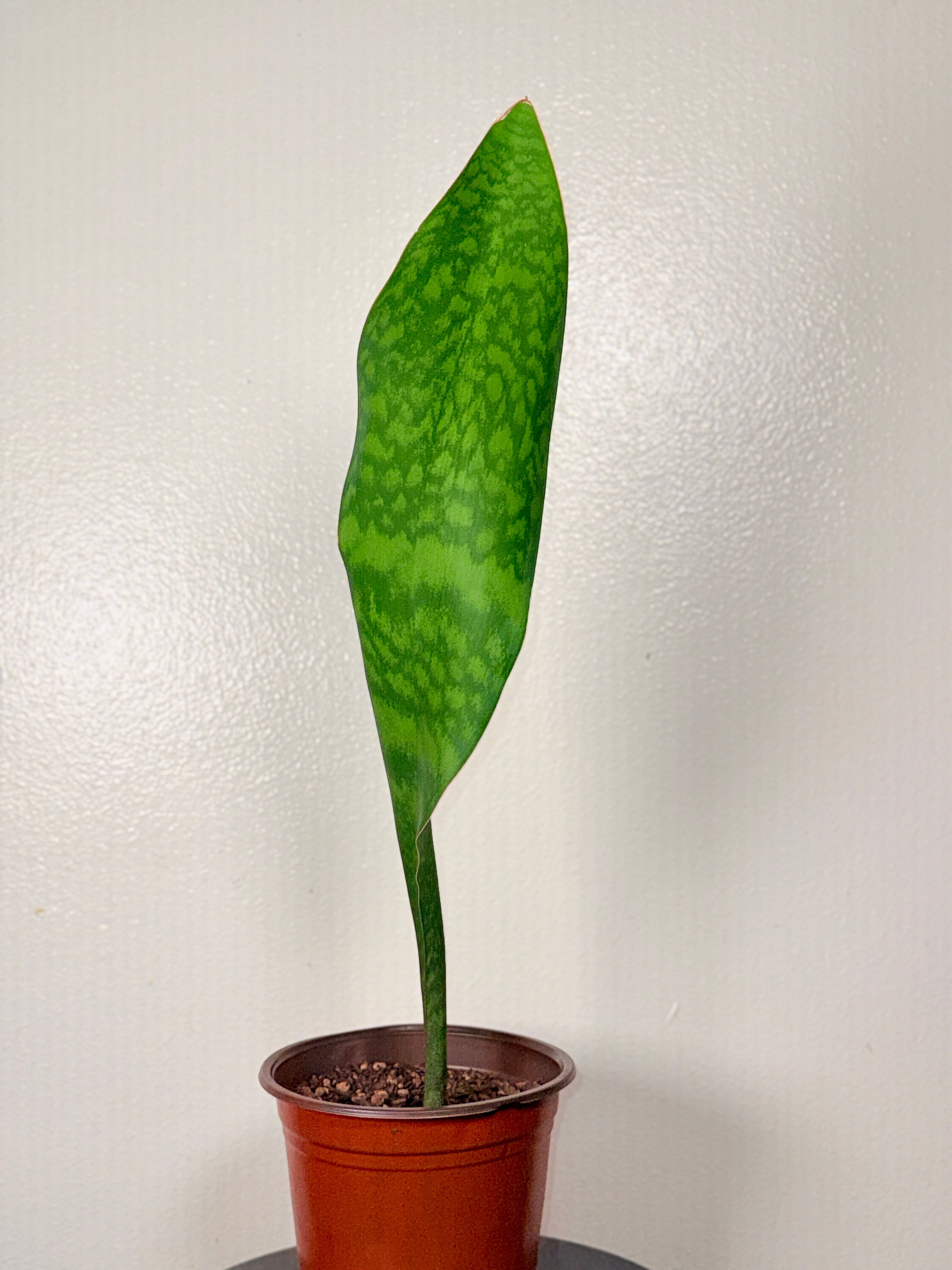 2 foot tall Whale Fin 8”pot