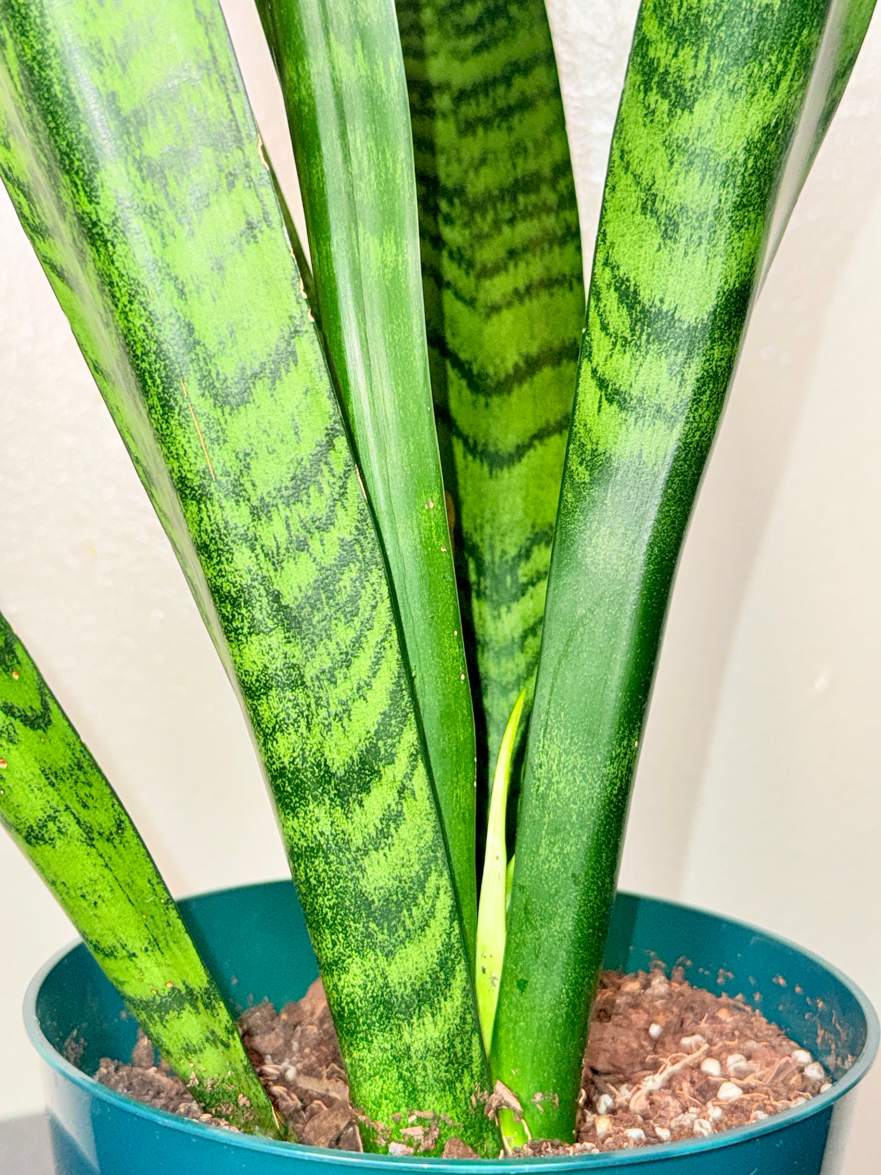 1.5 foot Sansevieria Zeylanica 6”pot