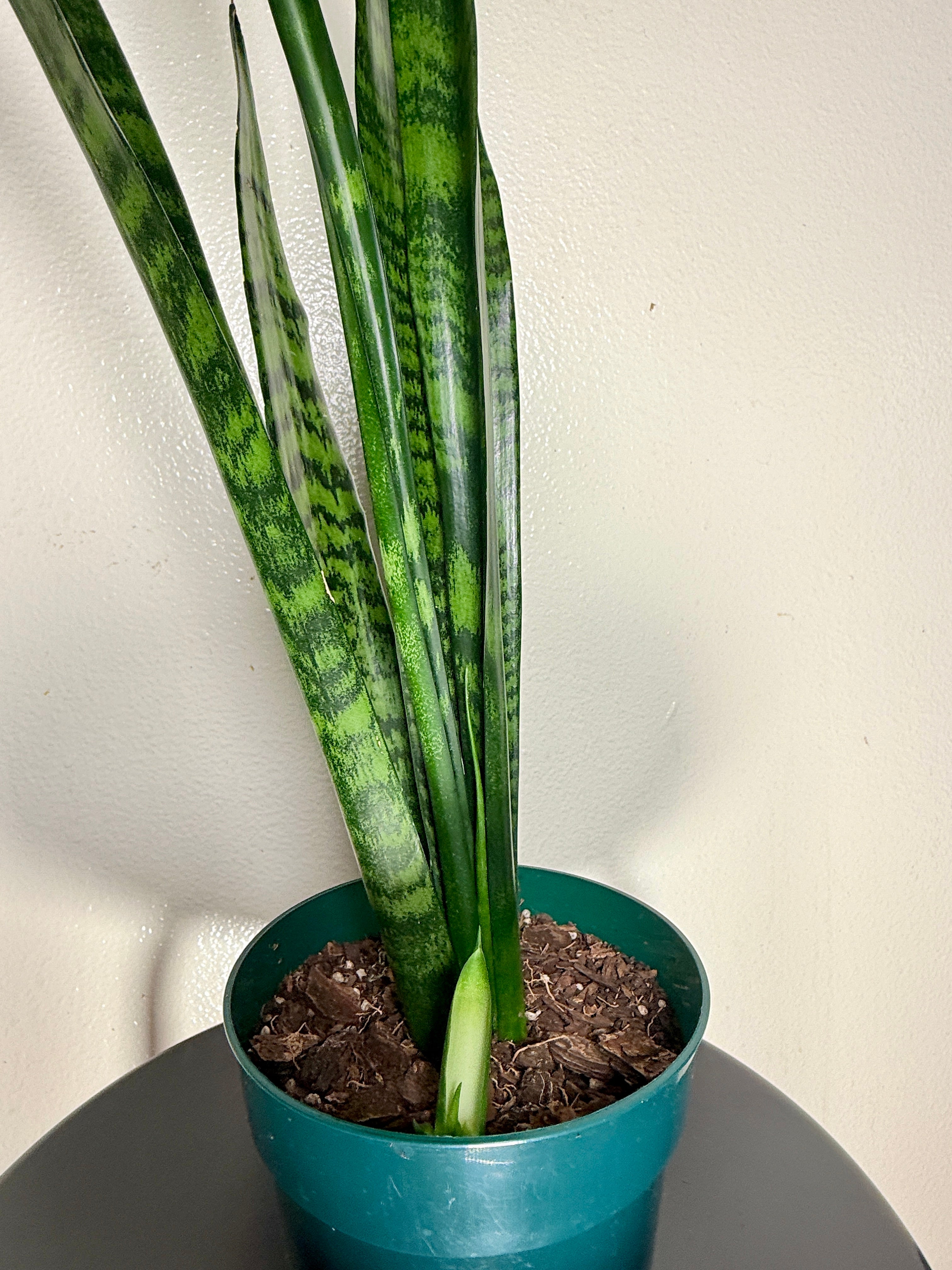 1.5 foot Sansevieria Zeylanica 6”pot