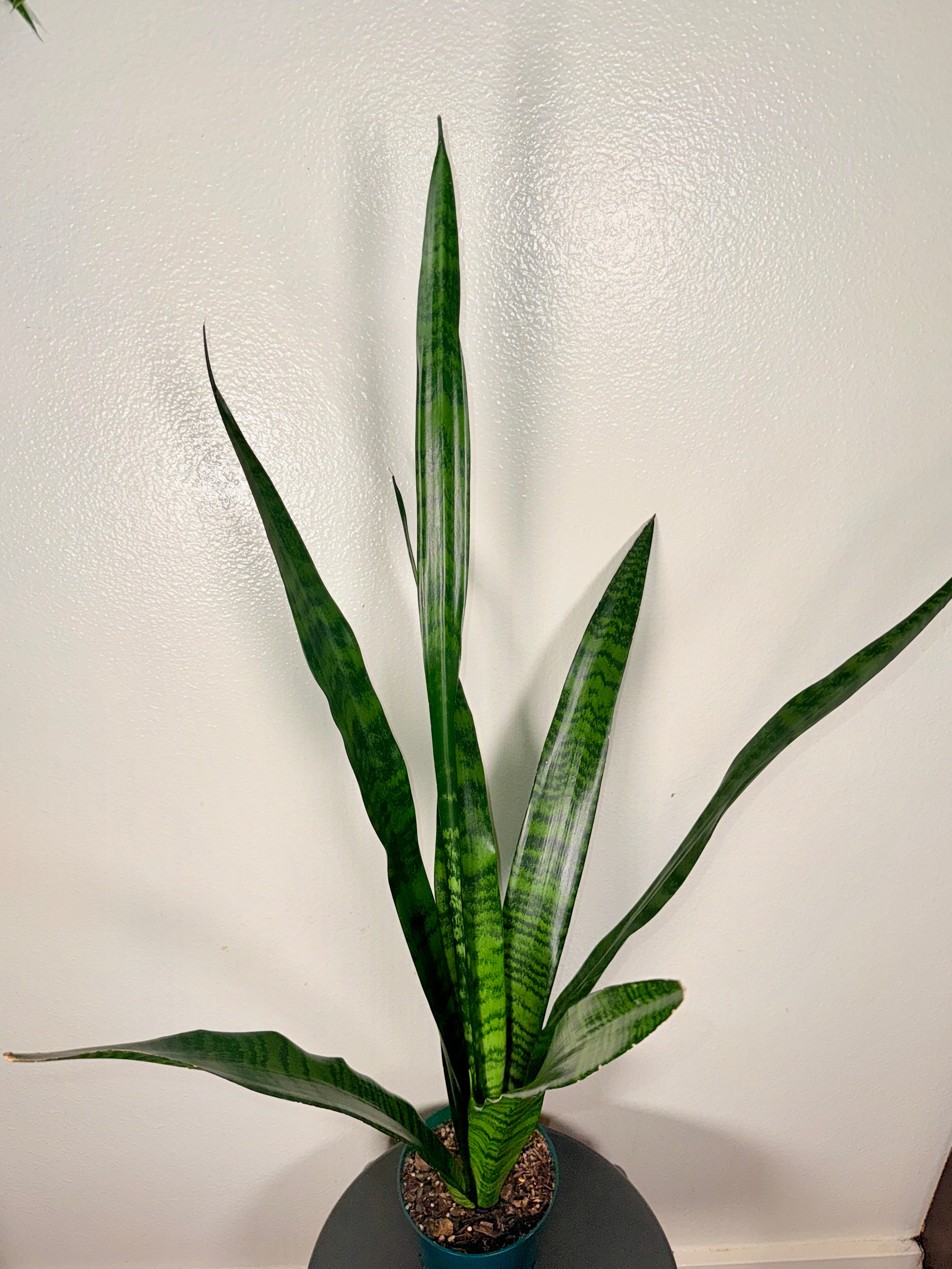 1.5 foot Sansevieria Zeylanica 6”pot