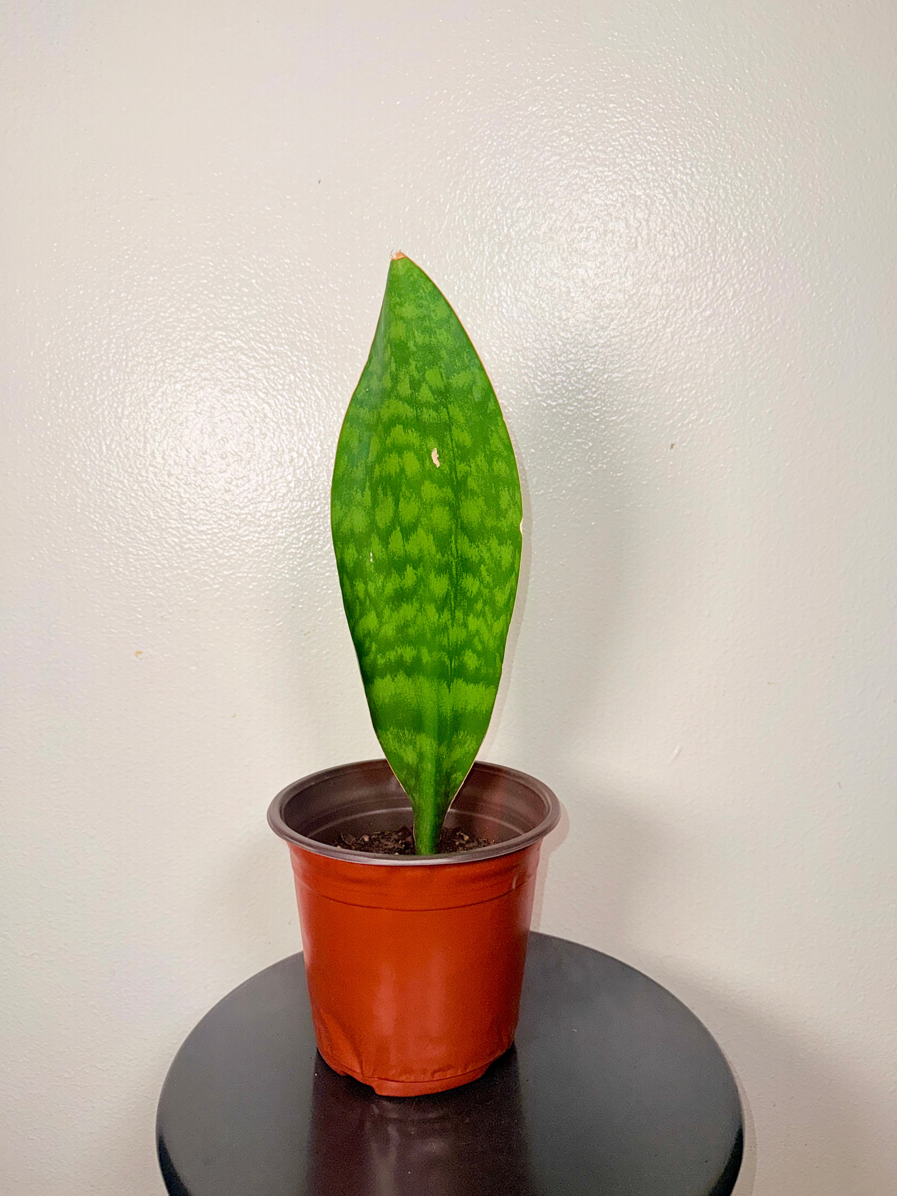 1.5 foot tall Whale Fin 8”pot