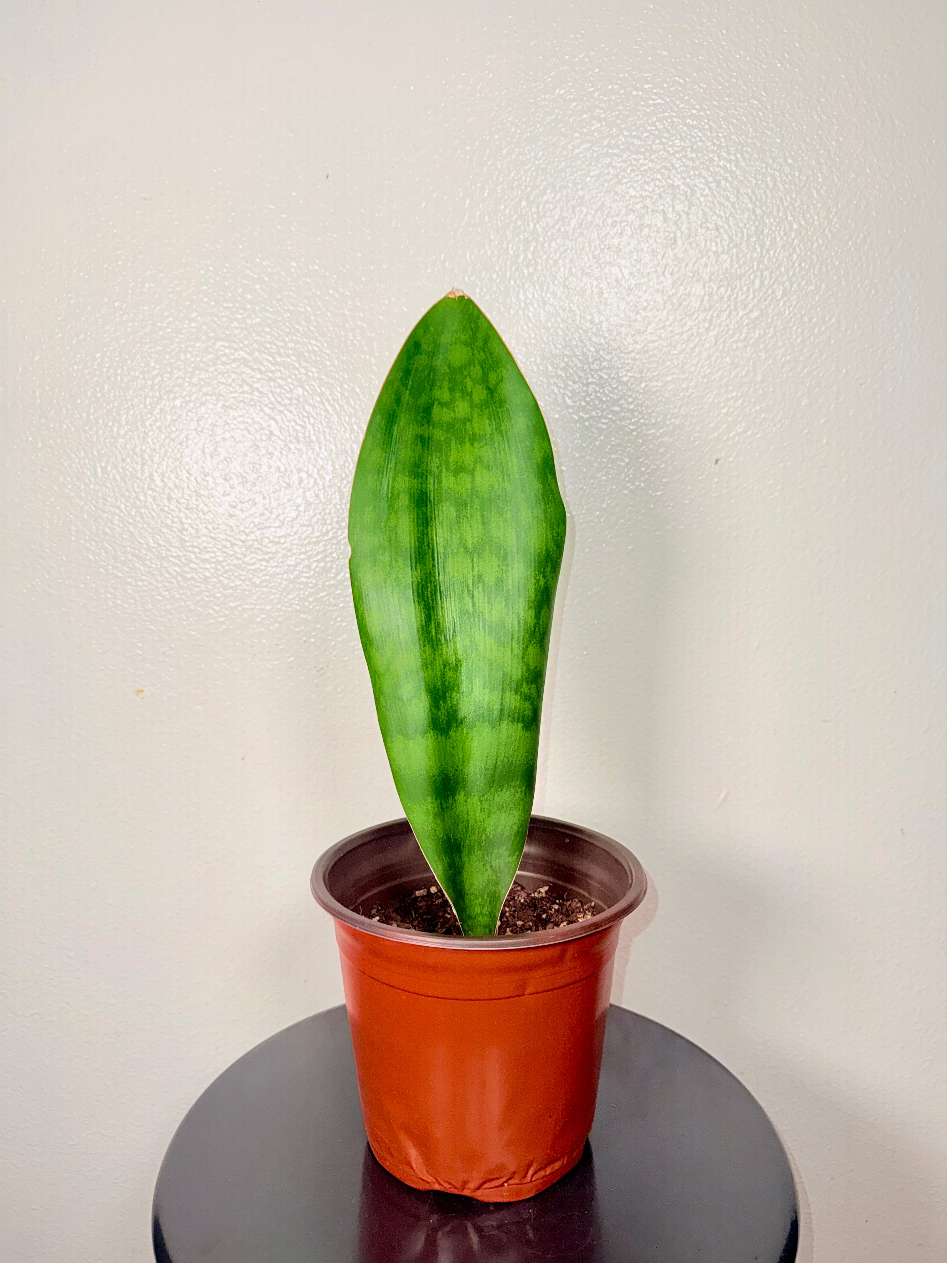 1.5 foot tall Whale Fin 8”pot