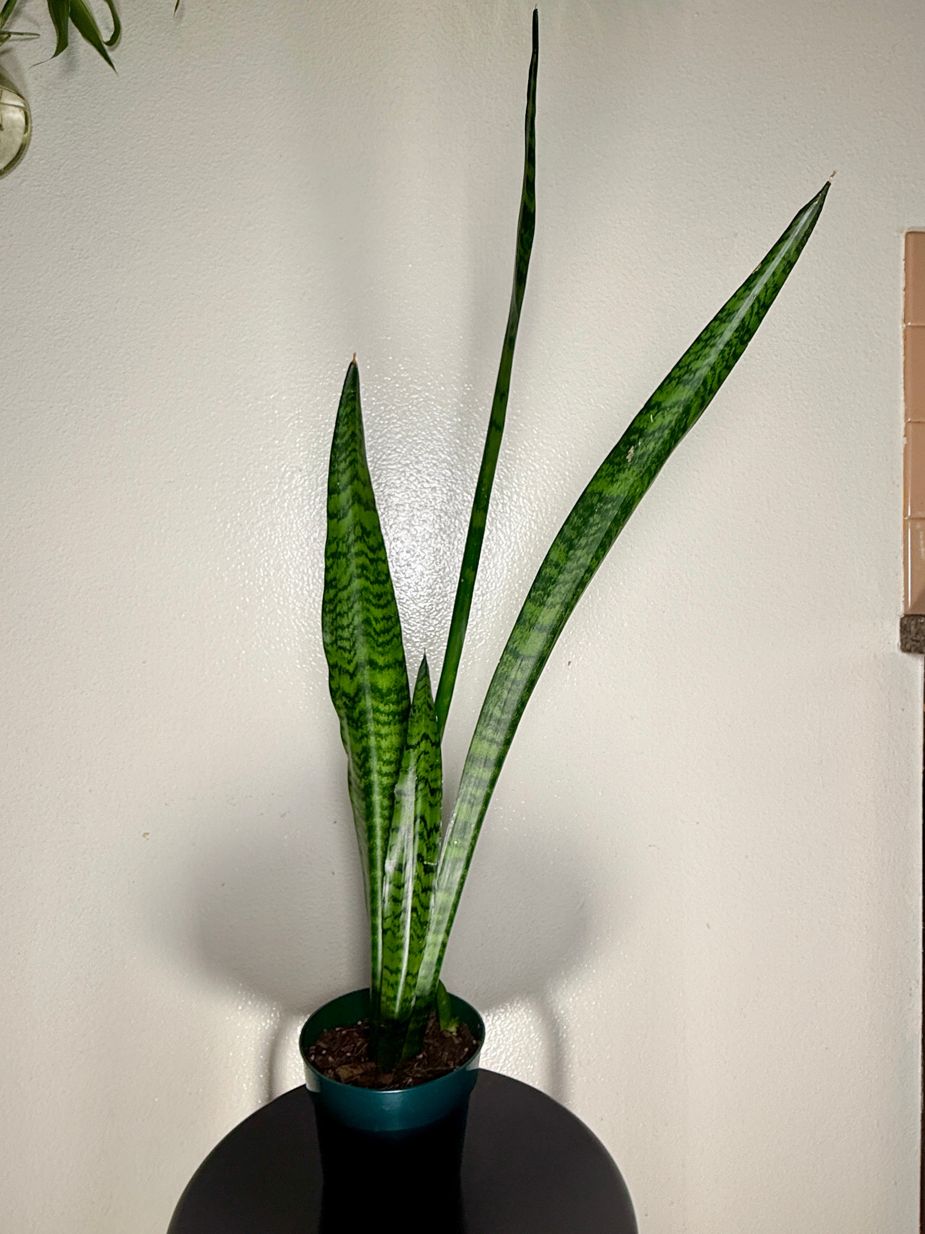 1.5 foot Sansevieria Zeylanica 6”pot