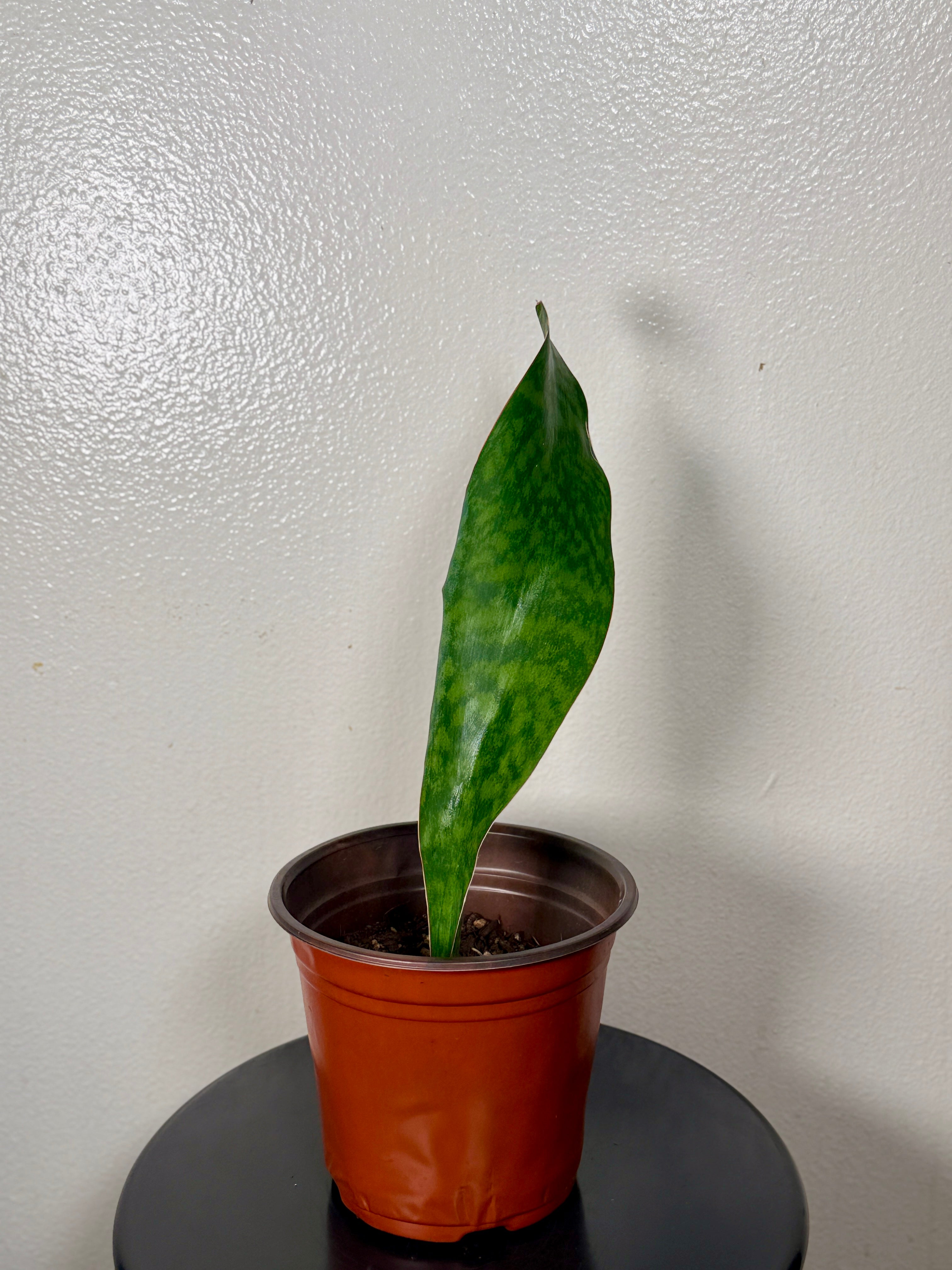 1.5 foot tall Whale Fin 8”pot