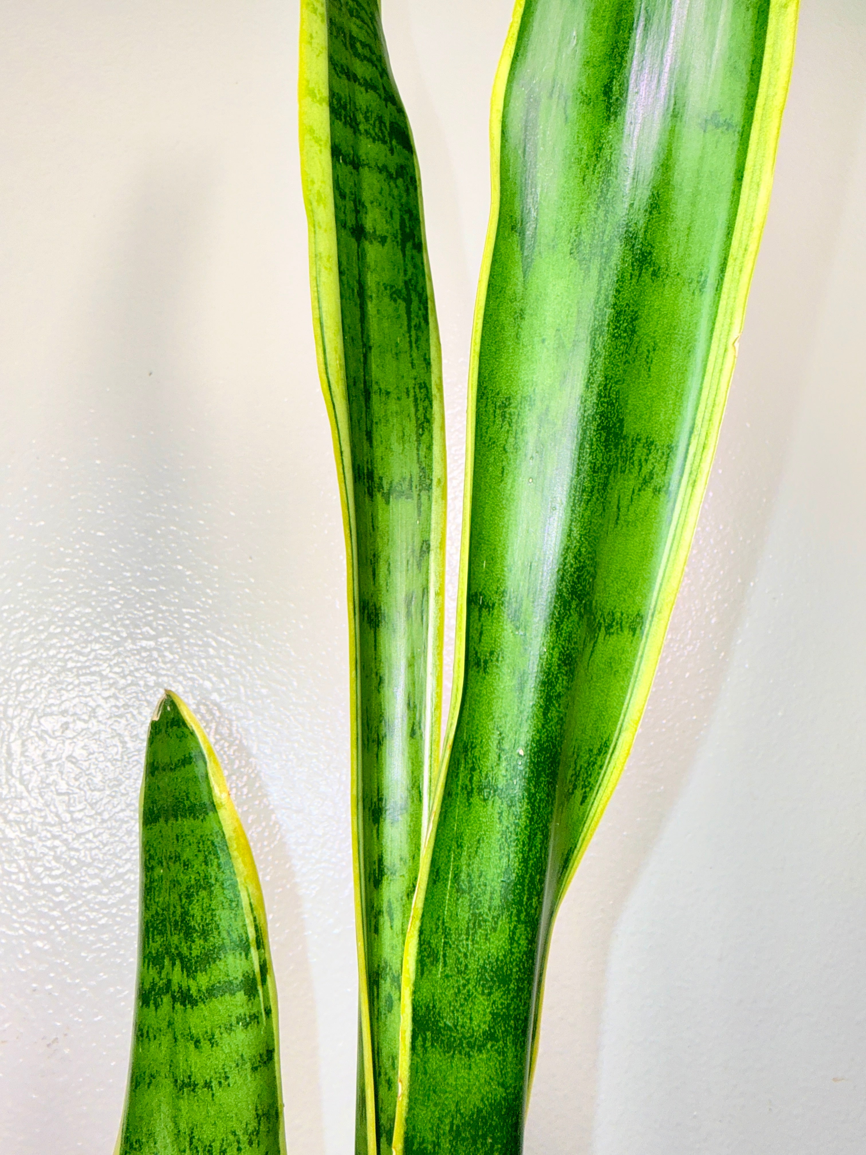 2foot tall snake plant 4” pot