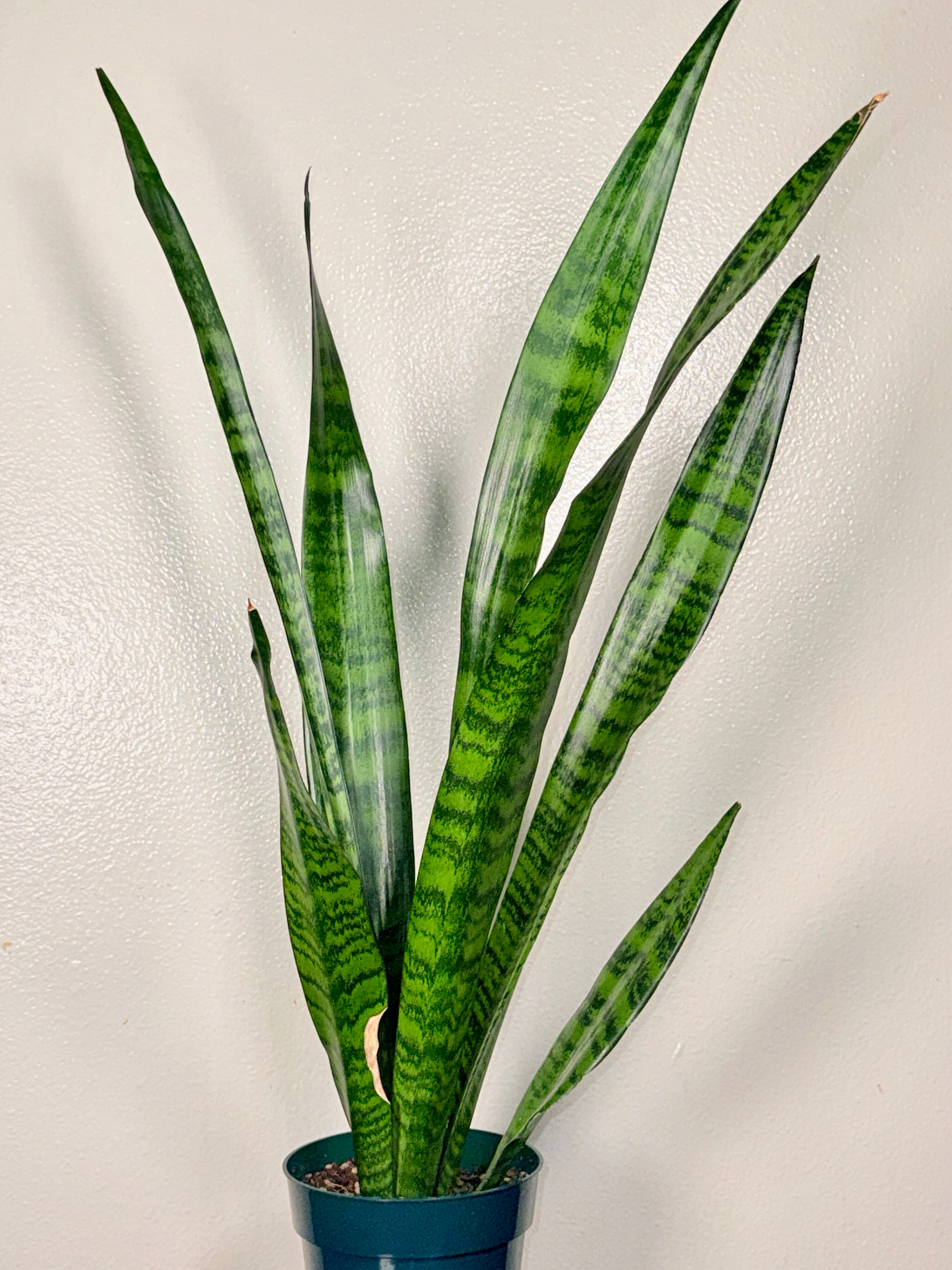 1.5 foot Sansevieria Zeylanica 6”pot