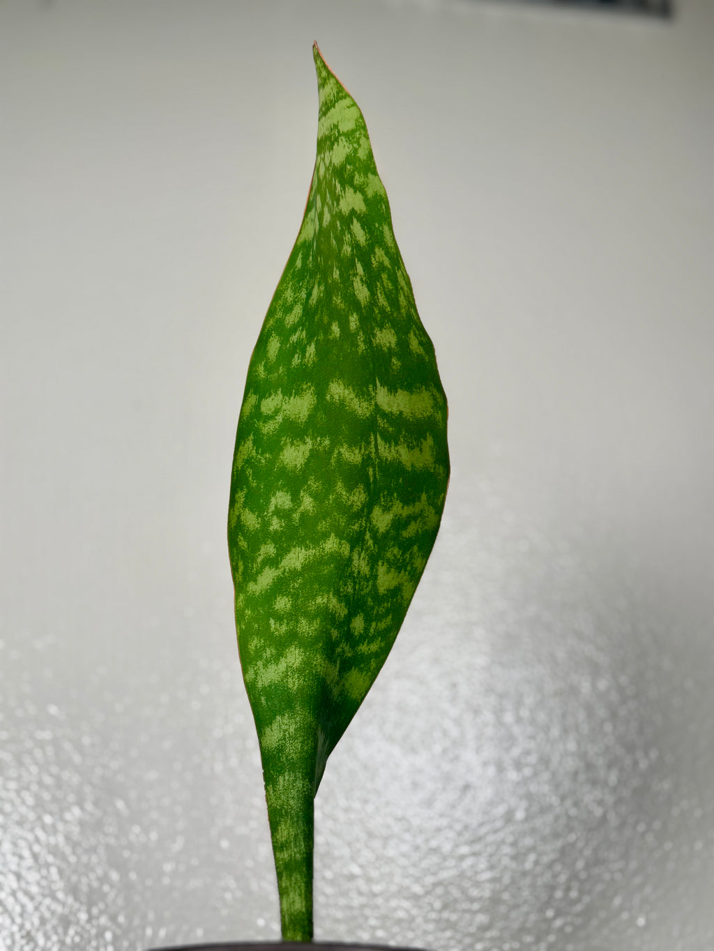 1.5 foot tall Whale Fin 8”pot