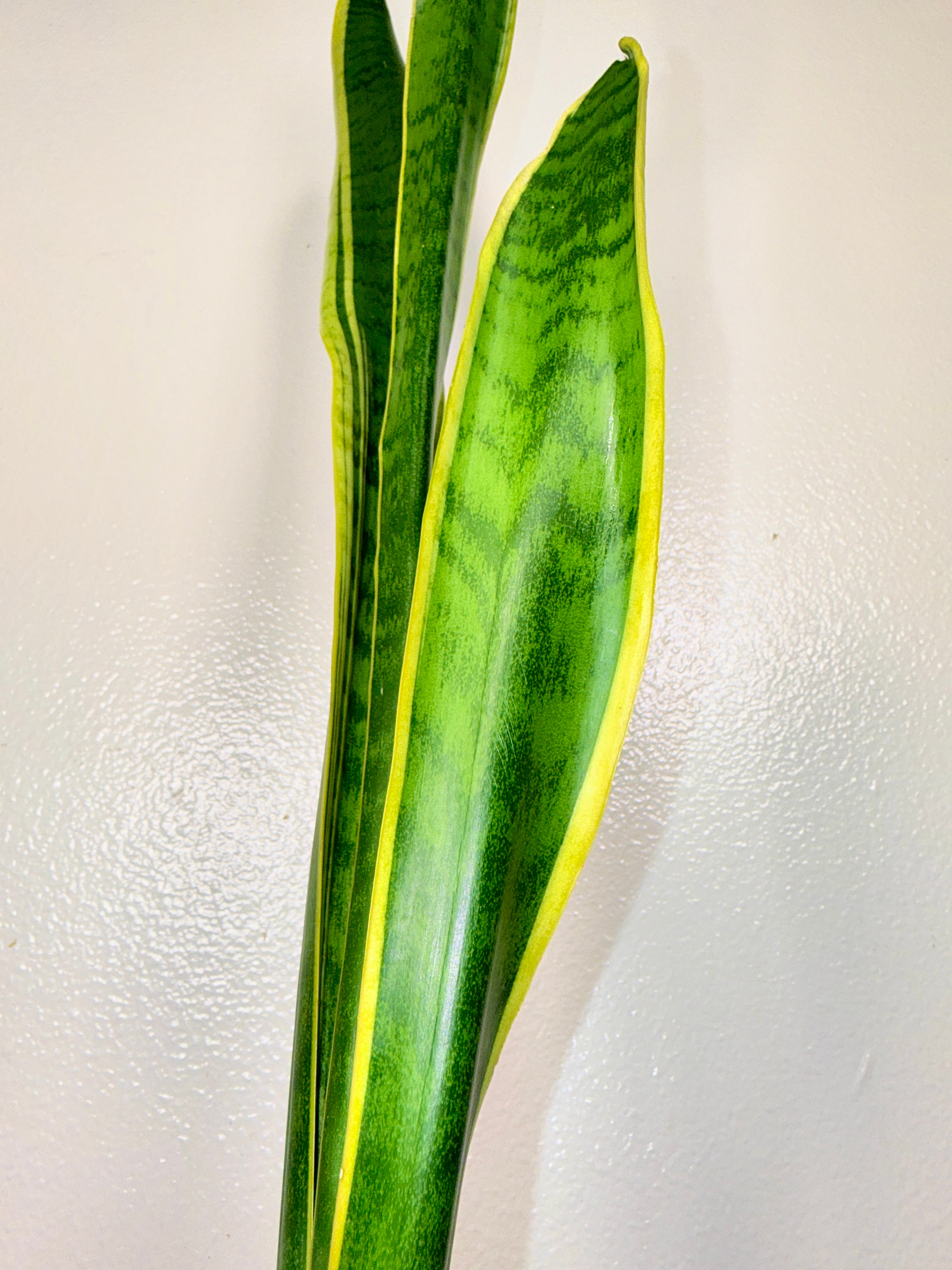 2foot tall snake plant 4” pot