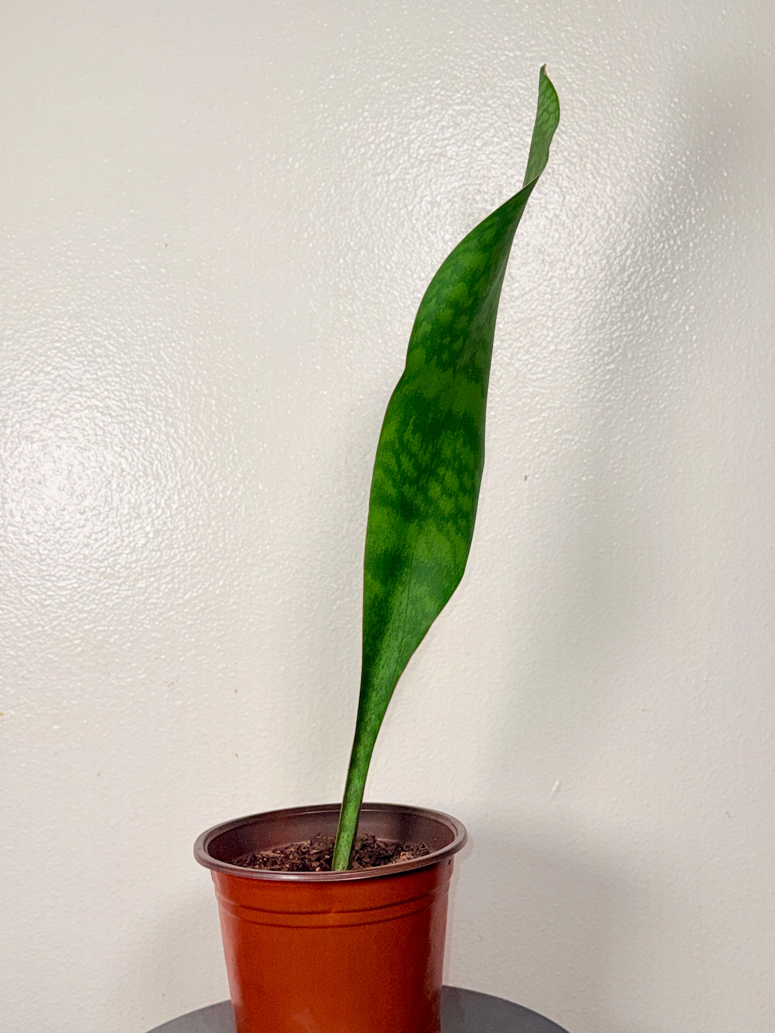 2 foot tall Whale Fin 8”pot