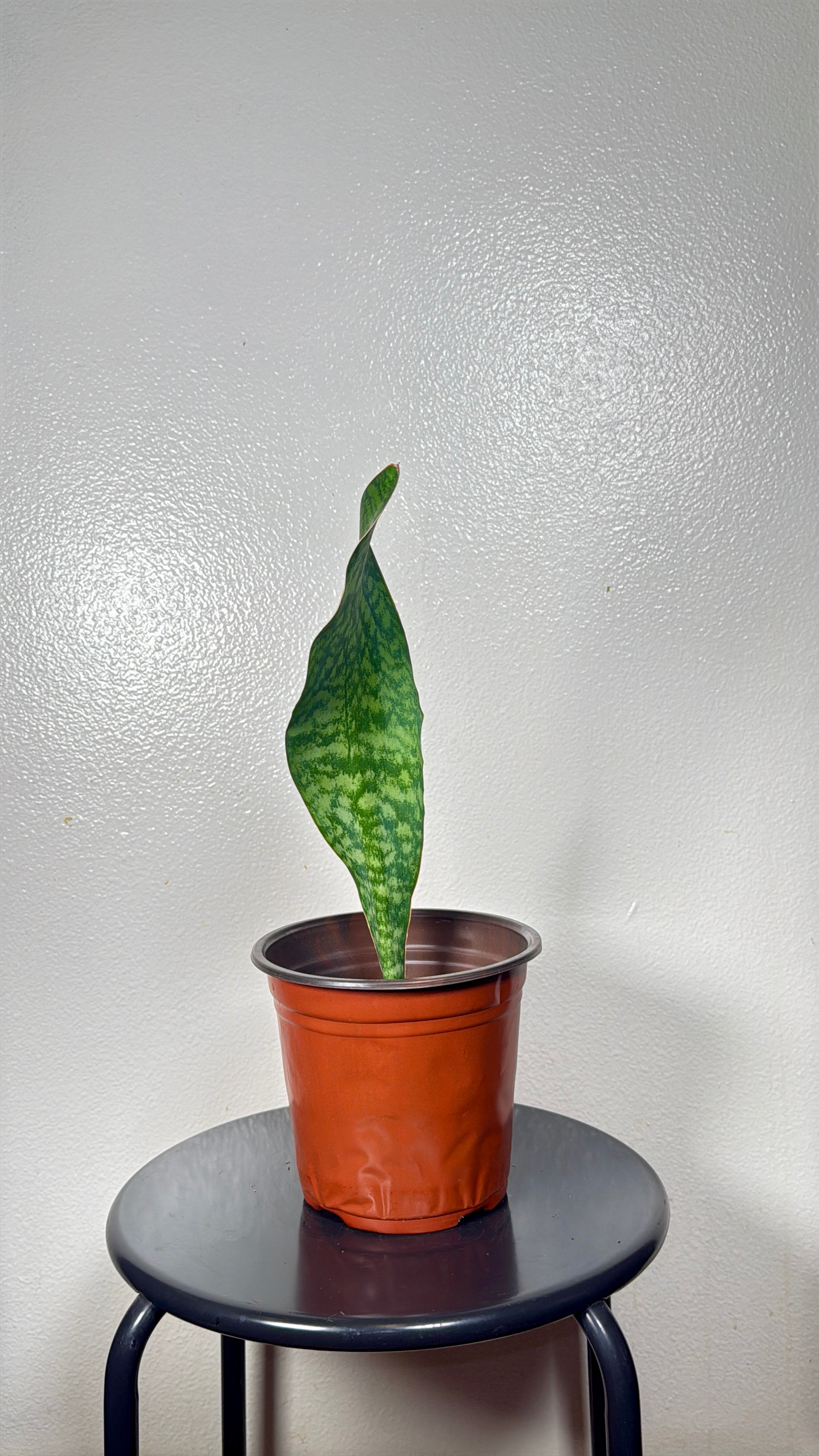 1.5 foot tall Whale Fin 8”pot