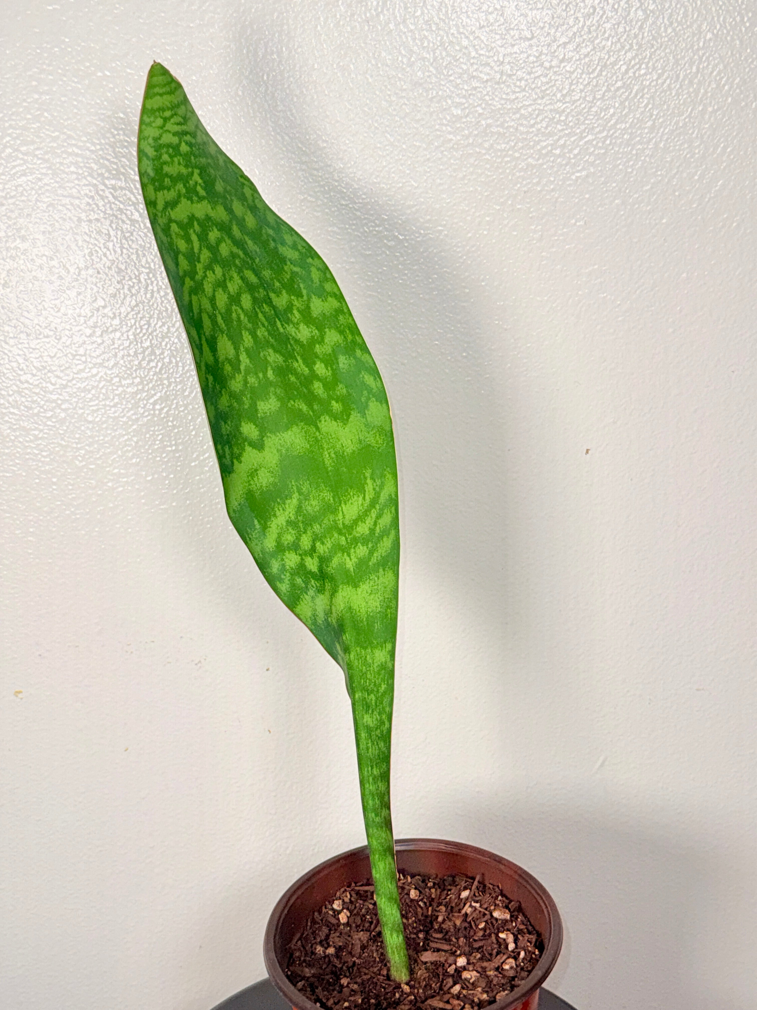 2 foot tall Whale Fin 8”pot