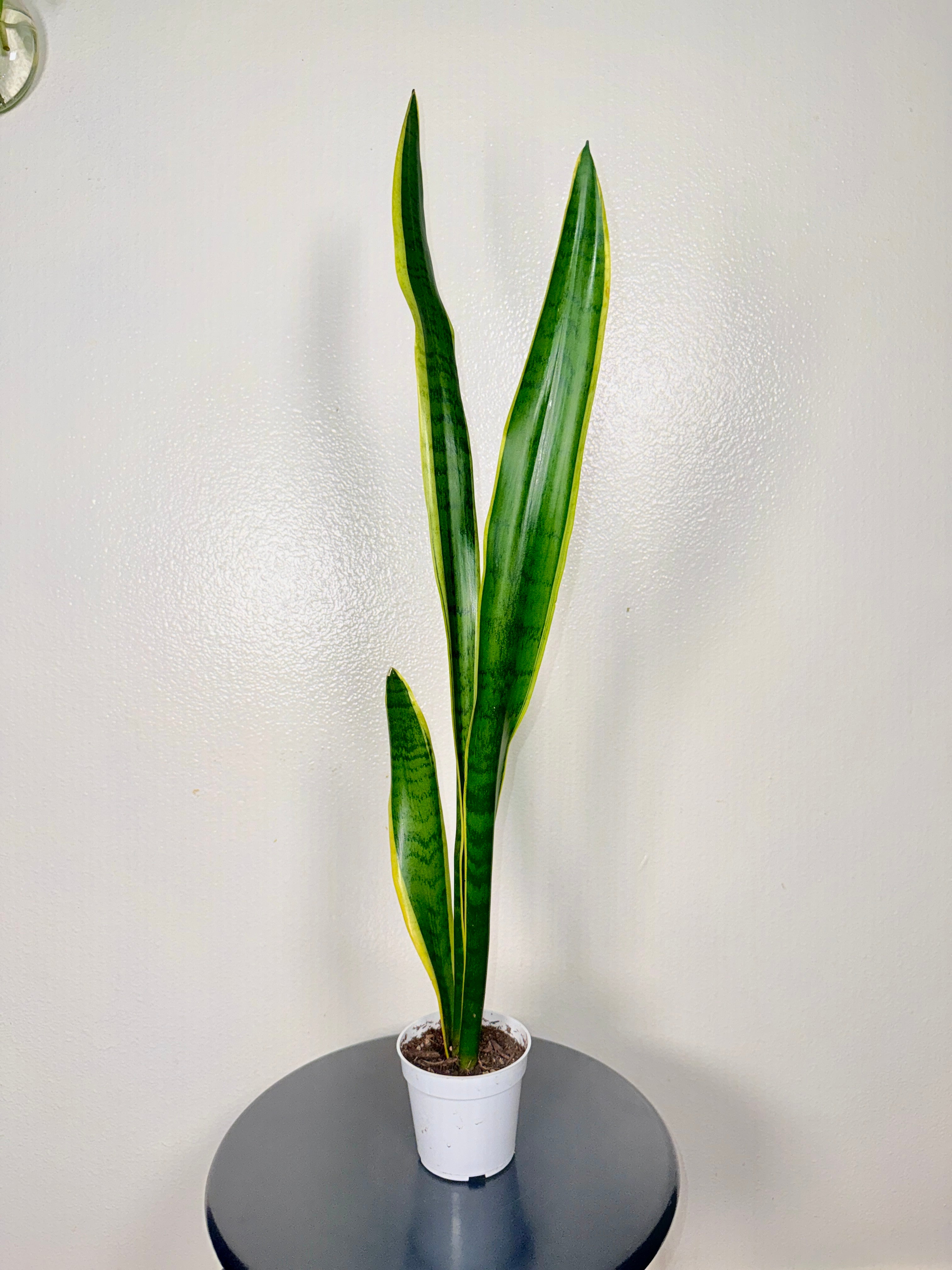 2foot tall snake plant 4” pot