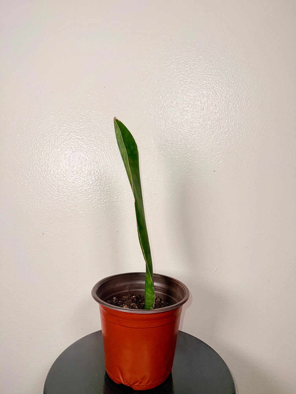 1.5 foot tall Whale Fin 8”pot