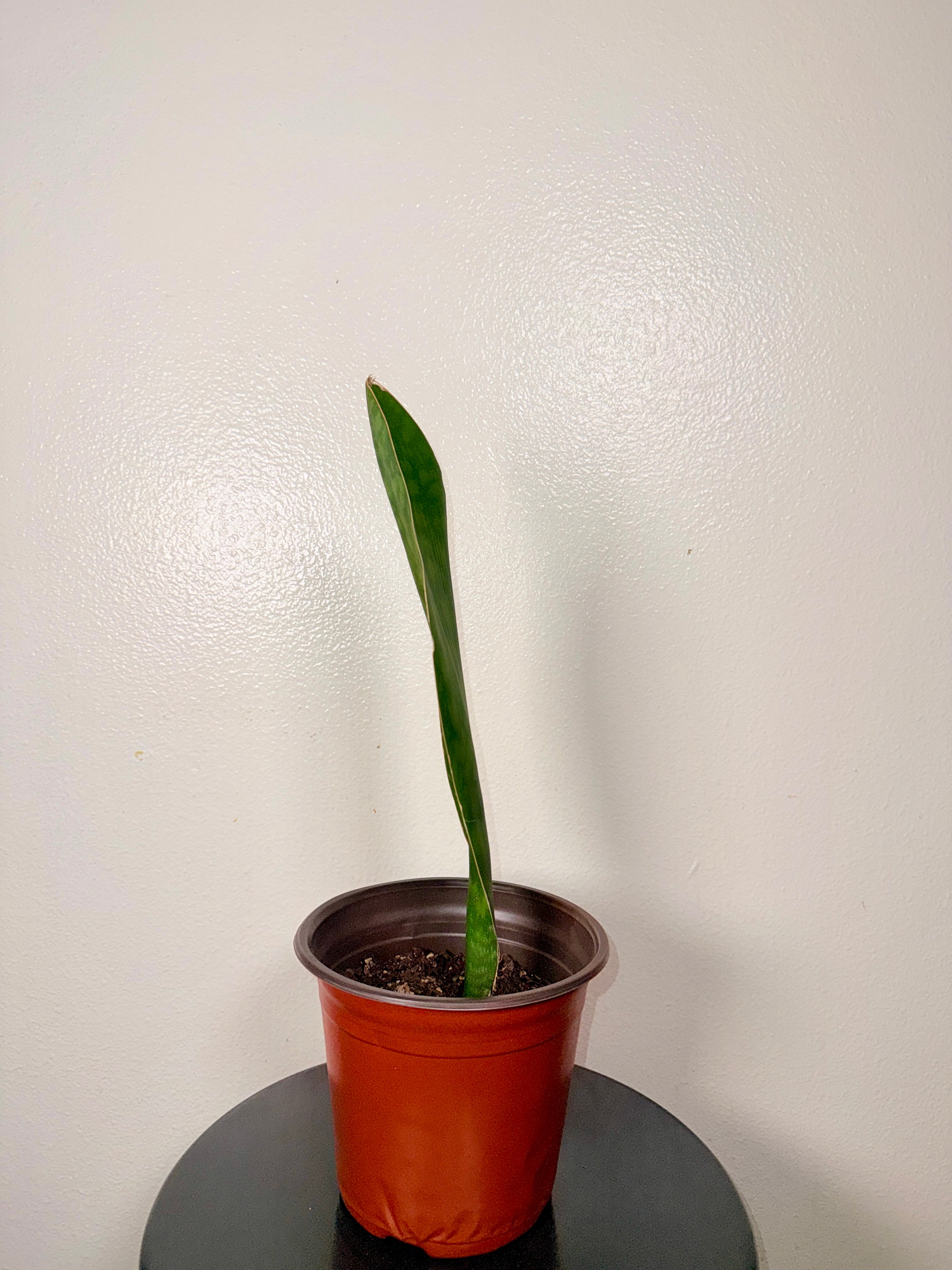 1.5 foot tall Whale Fin 8”pot