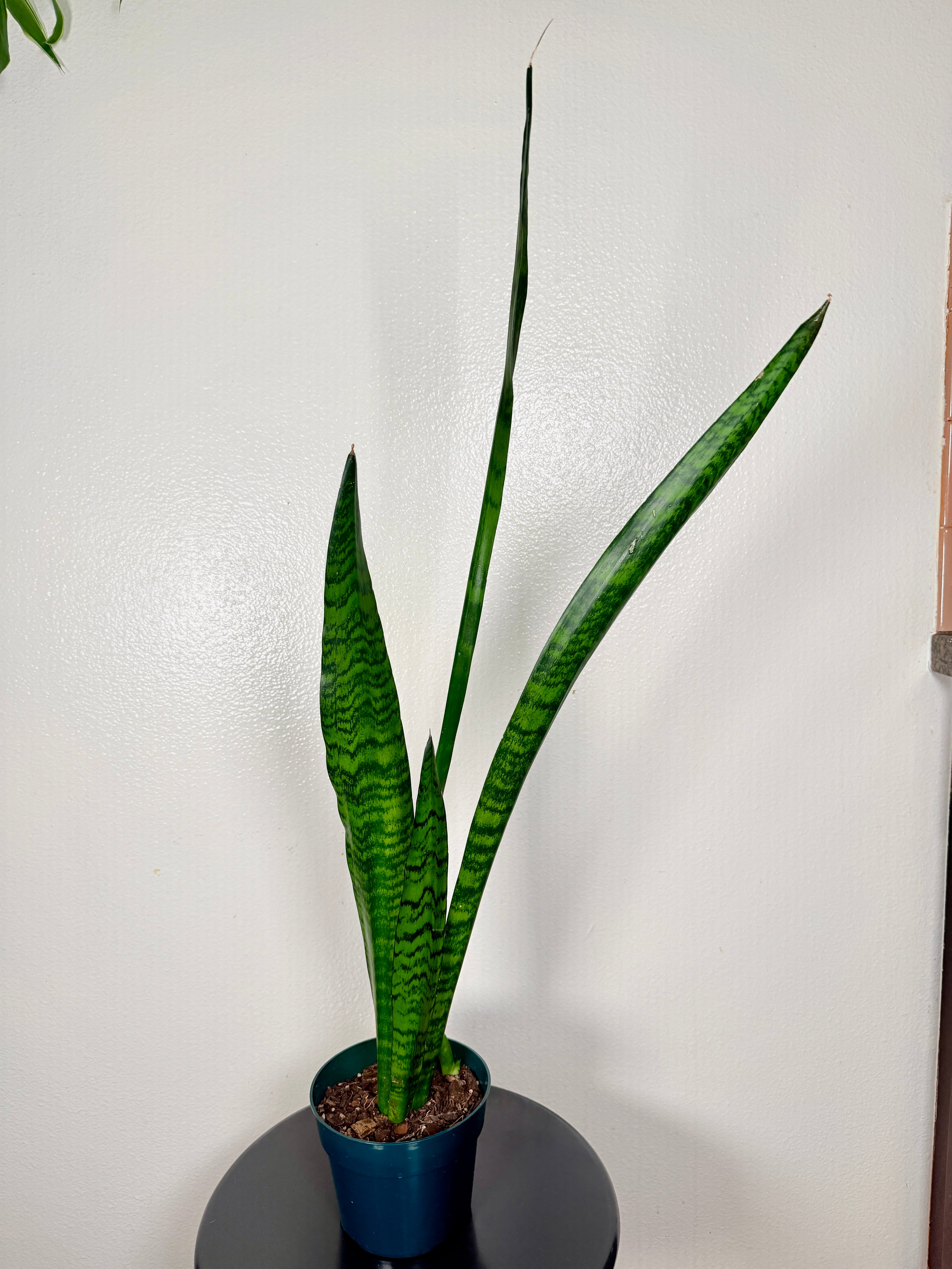 1.5 foot Sansevieria Zeylanica 6”pot