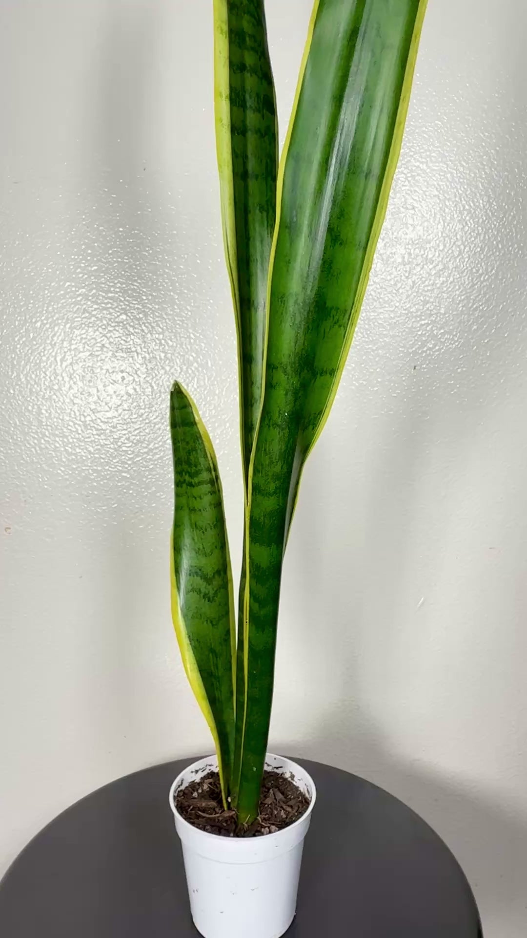 2foot tall snake plant 4” pot