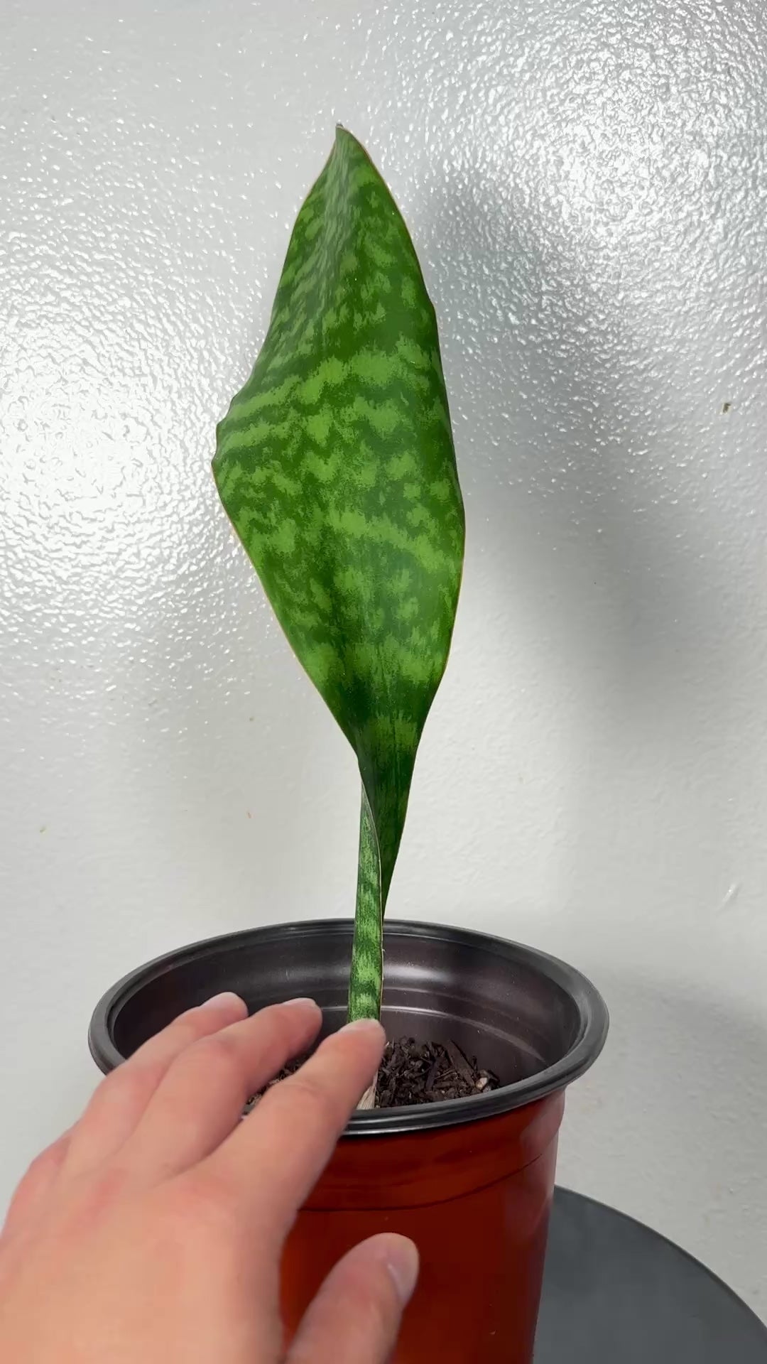 1.5 foot tall Whale Fin 8”pot