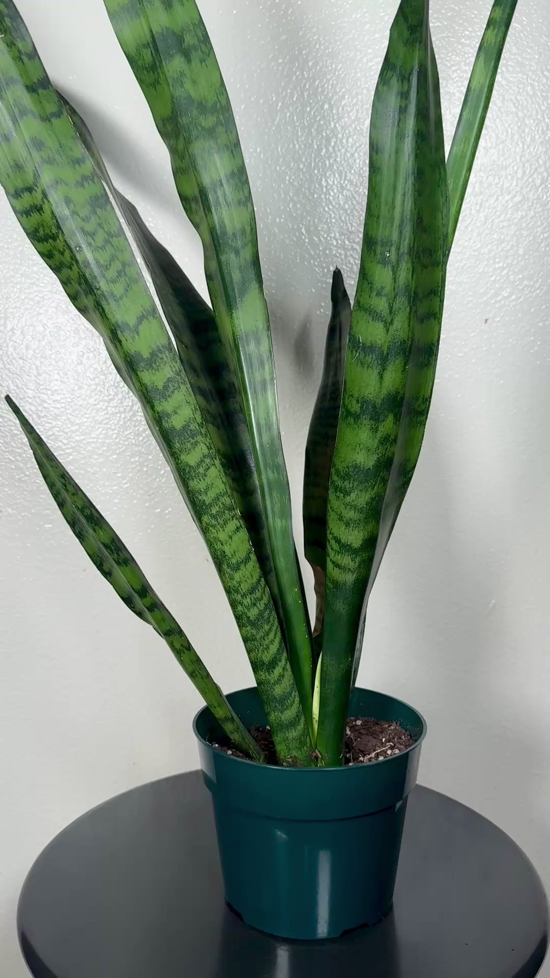 1.5 foot Sansevieria Zeylanica 6”pot