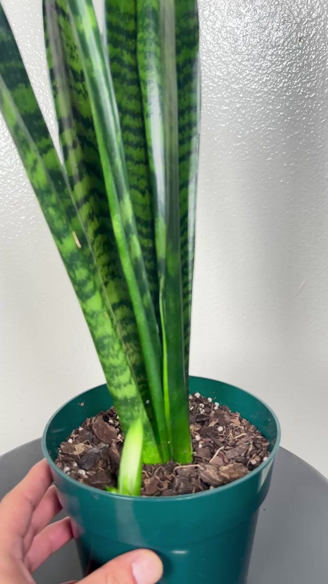 1.5 foot Sansevieria Zeylanica 6”pot