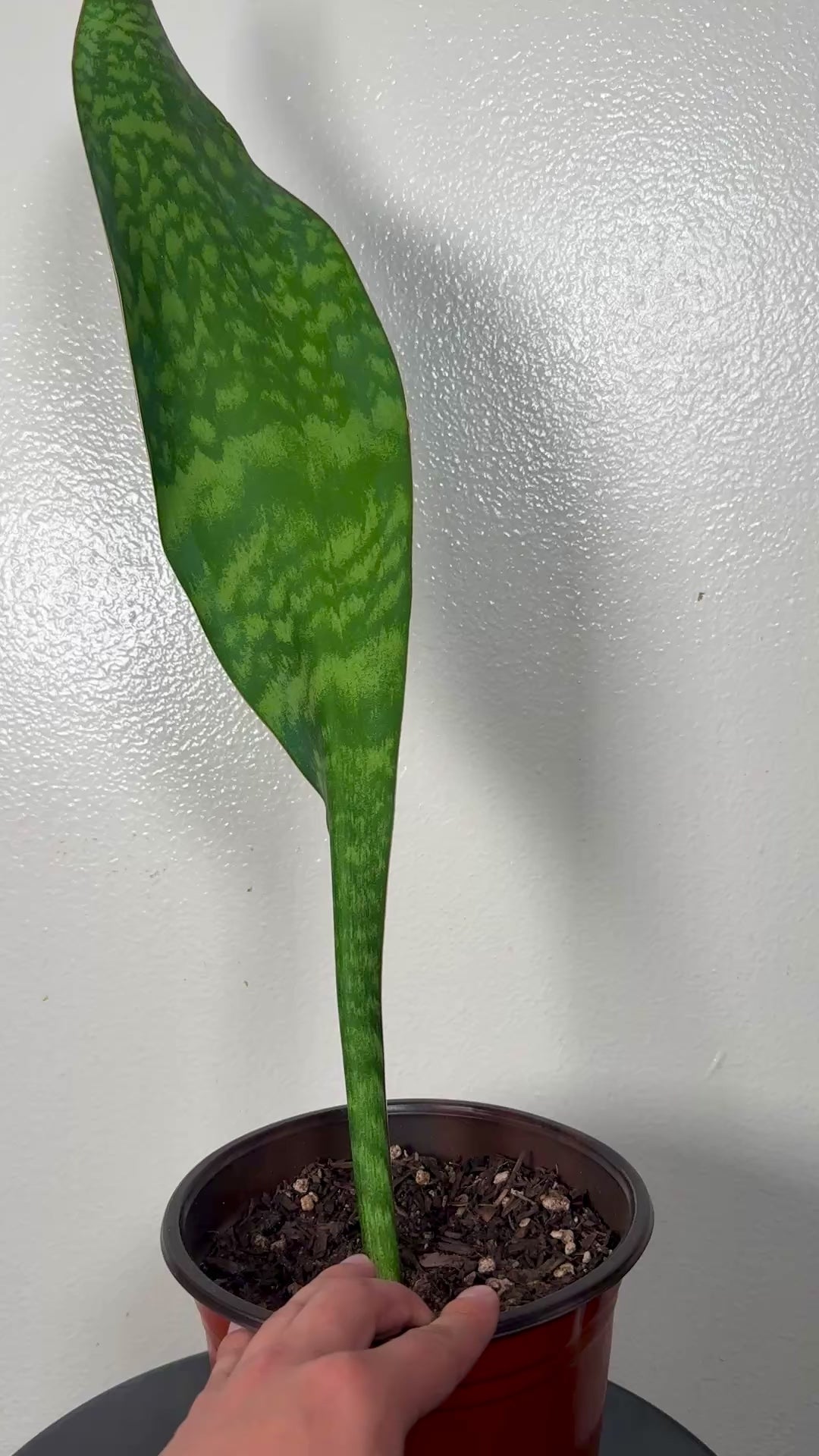 2 foot tall Whale Fin 8”pot