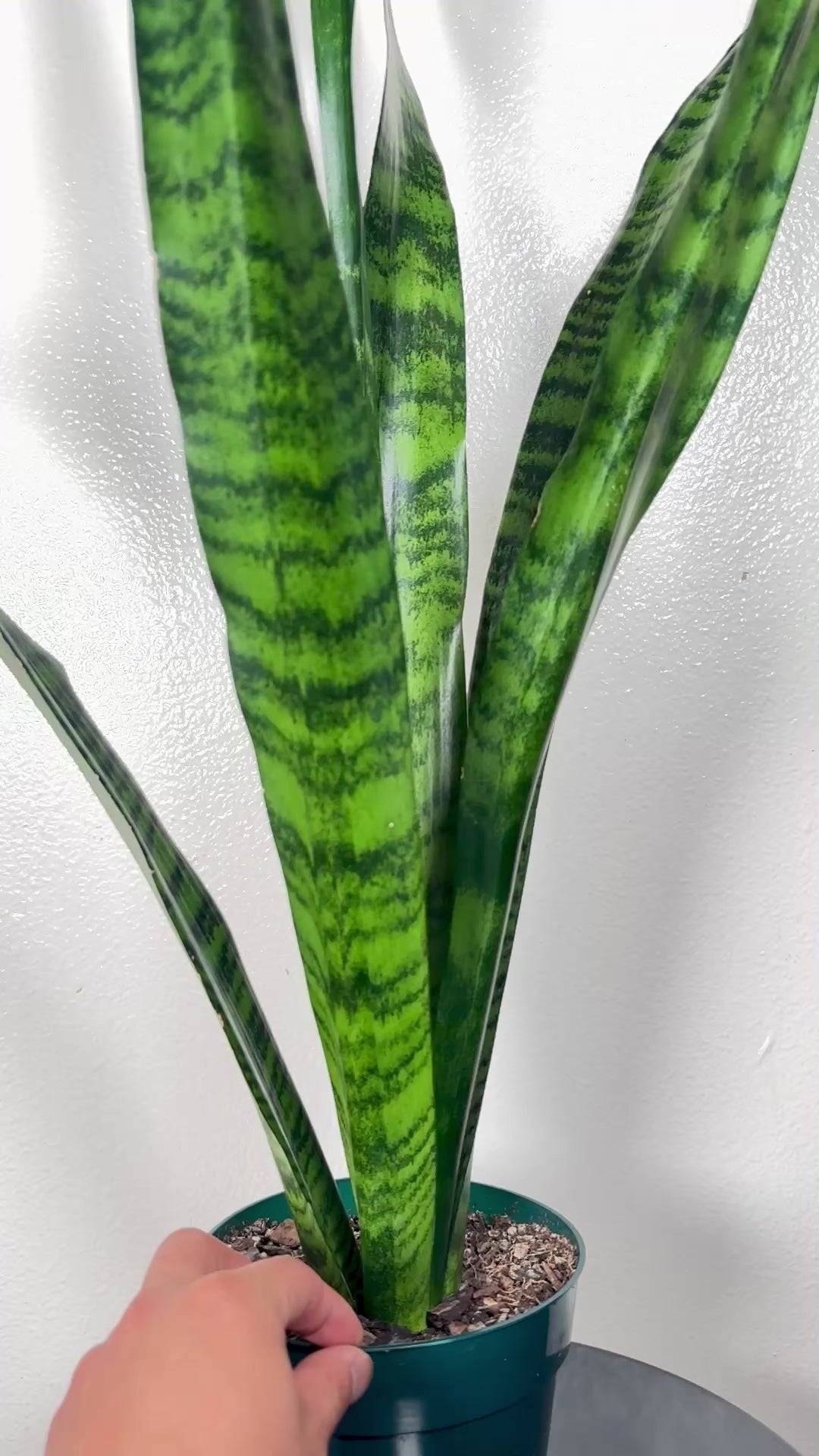 1.5 foot Sansevieria Zeylanica 6”pot