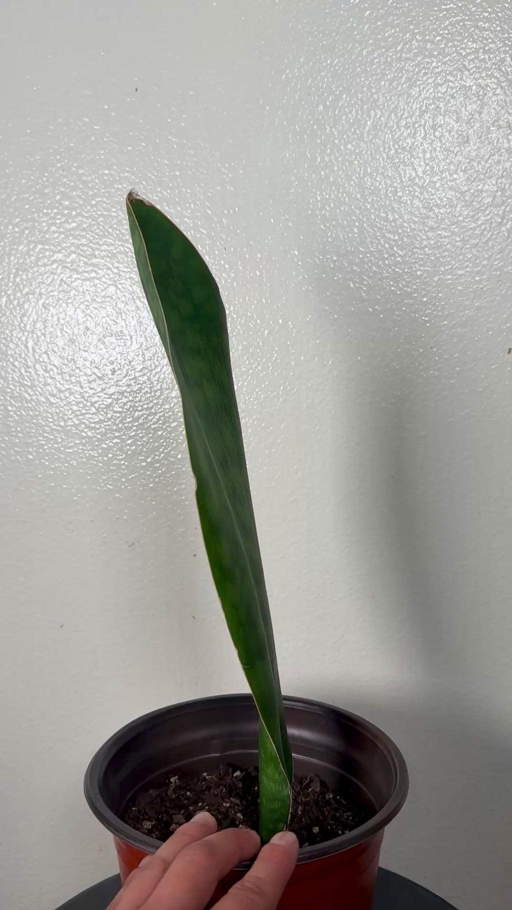 1.5 foot tall Whale Fin 8”pot