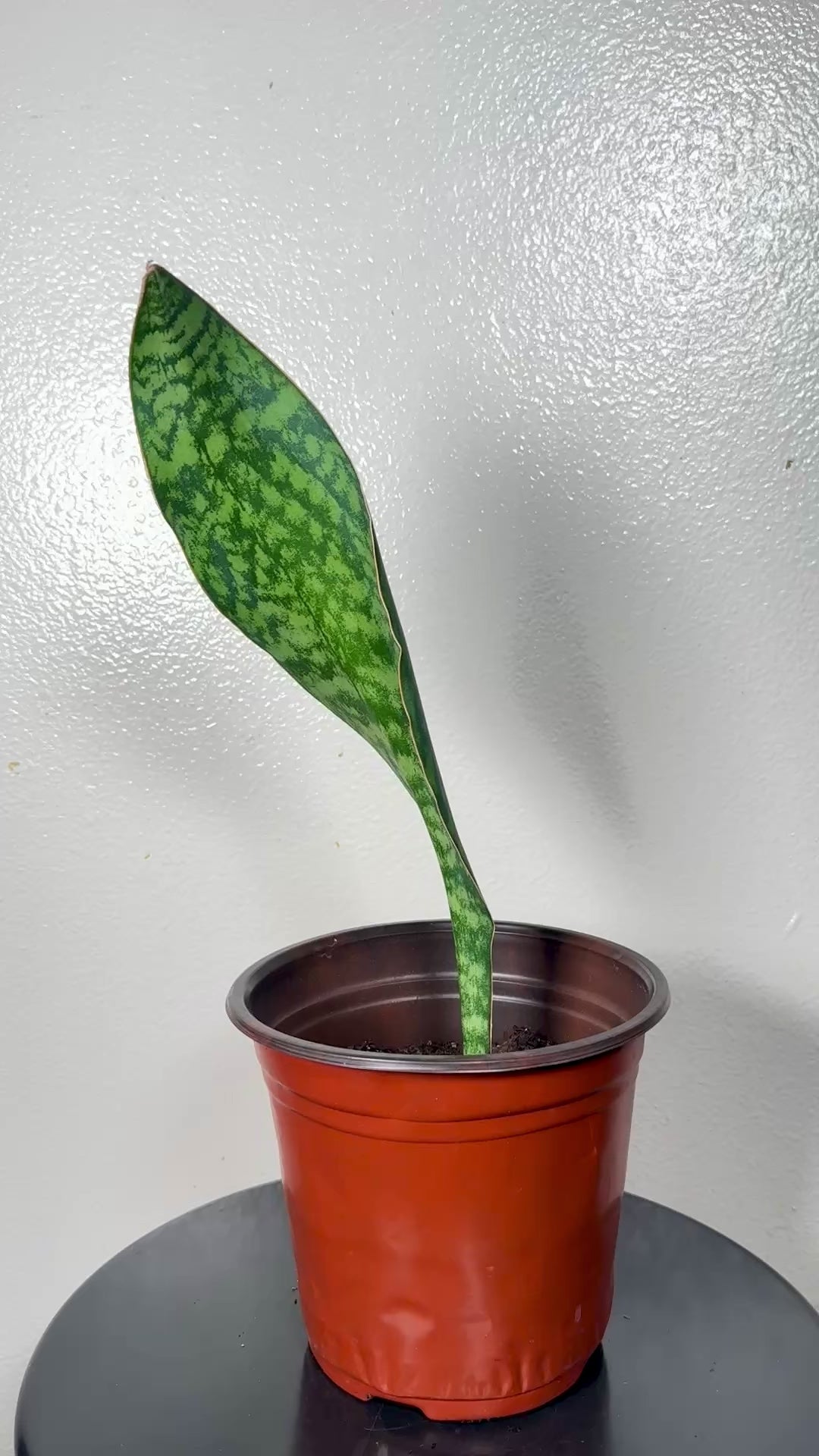 1.5 foot tall Whale Fin 8”pot